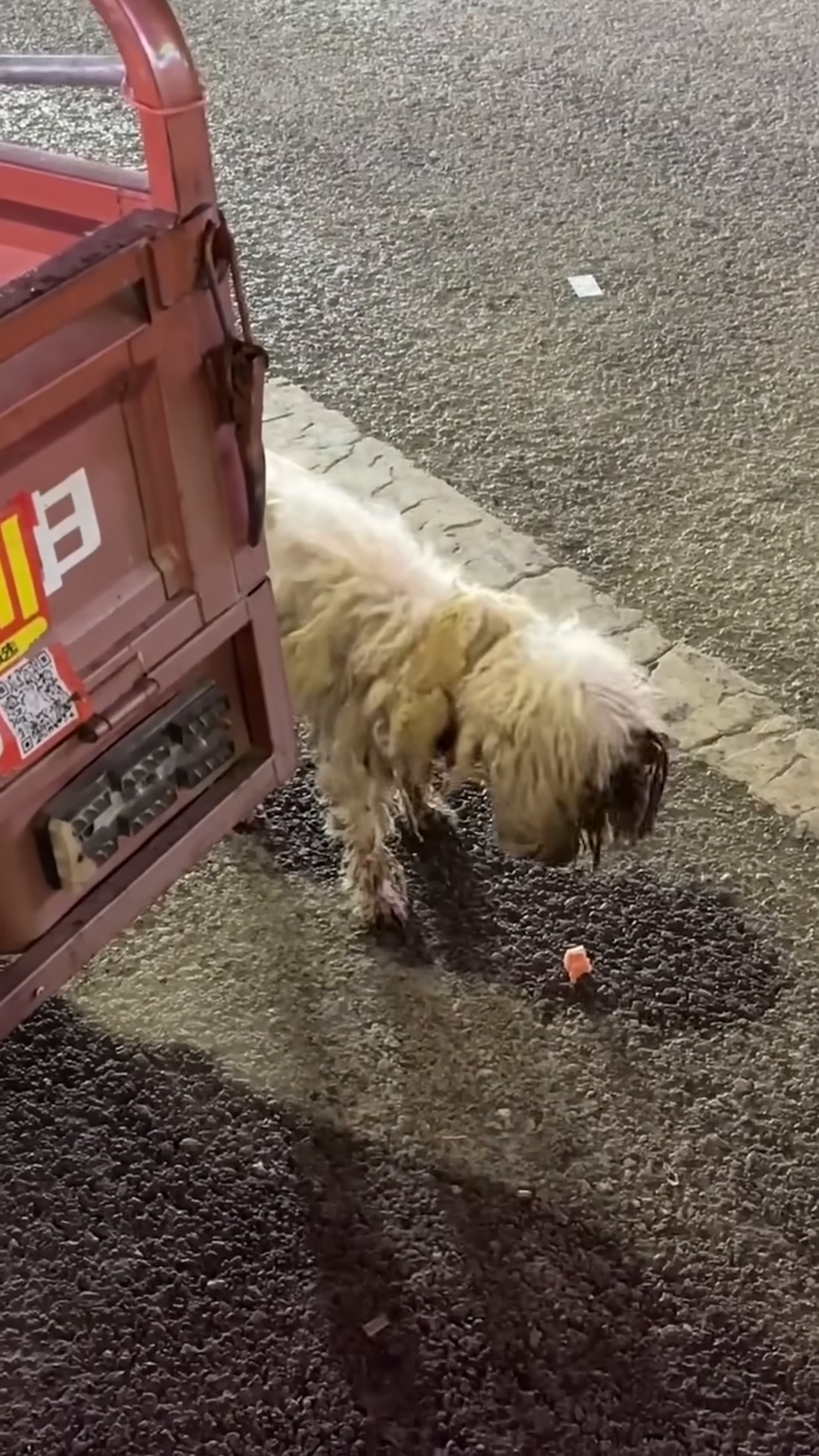 A person gently places a blanket over the neglected dog.