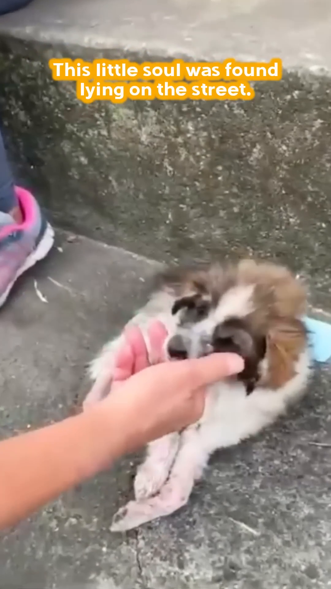 A person gently touching a very weak and exhausted puppy.