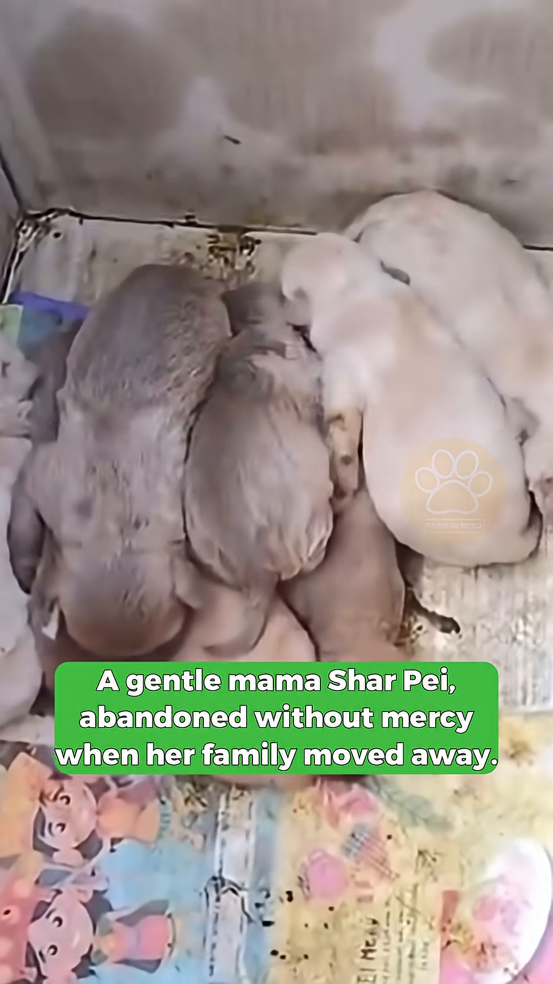 A close-up of several newborn puppies huddled together in a box.