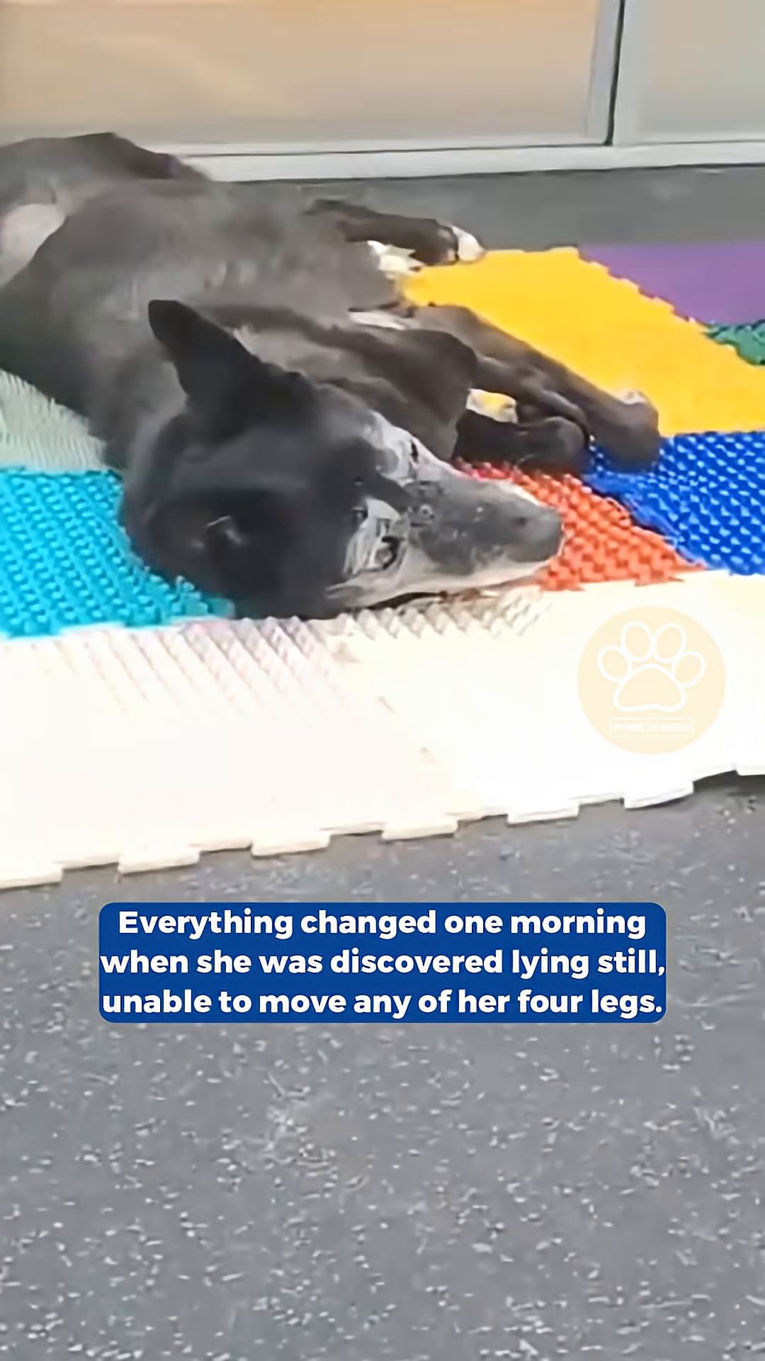 A black dog is lying on its side on a colorful mat, with hands in blue gloves gently touching its legs.