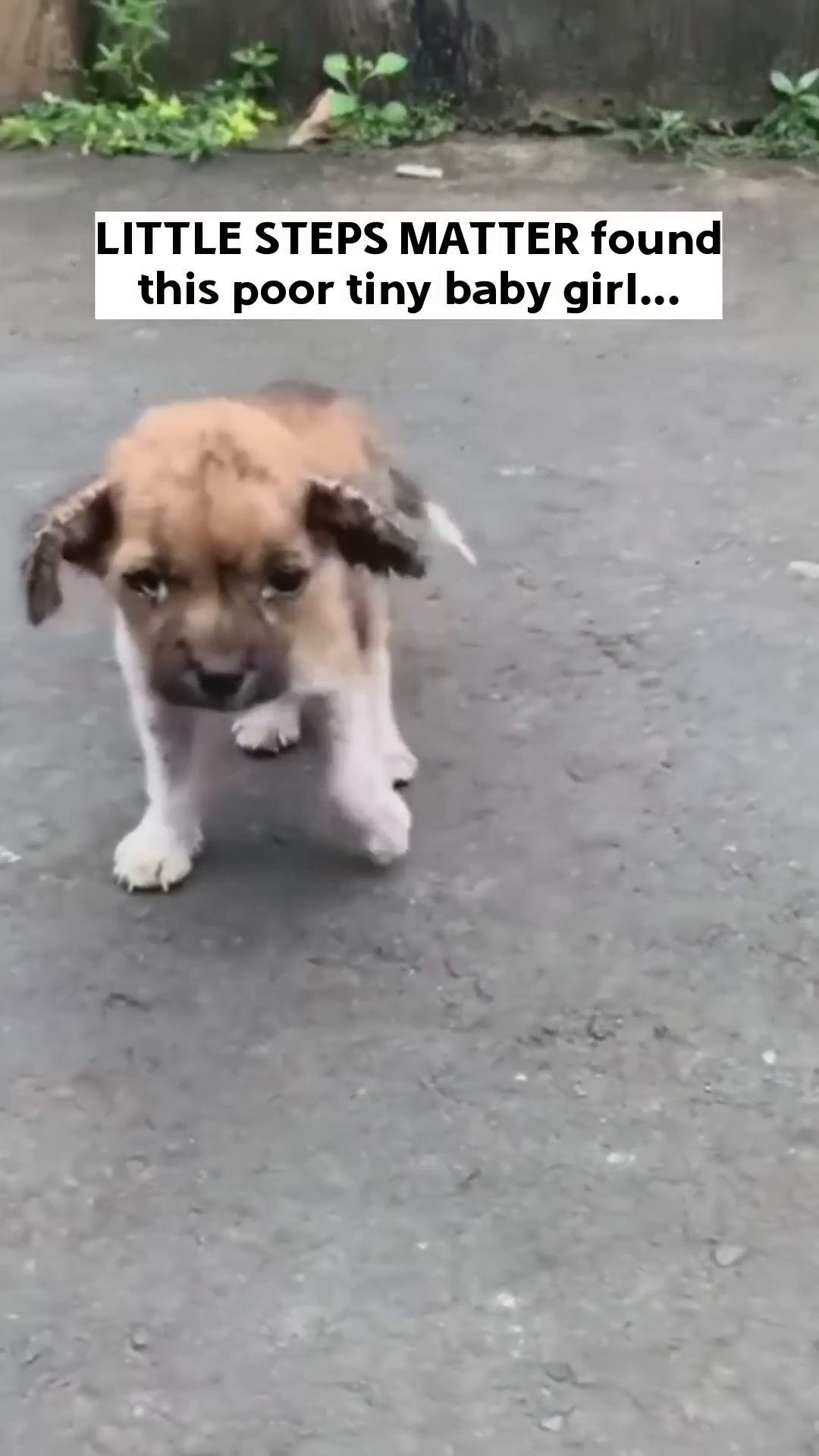 Close-up of the puppy's face, looking sad and weary.