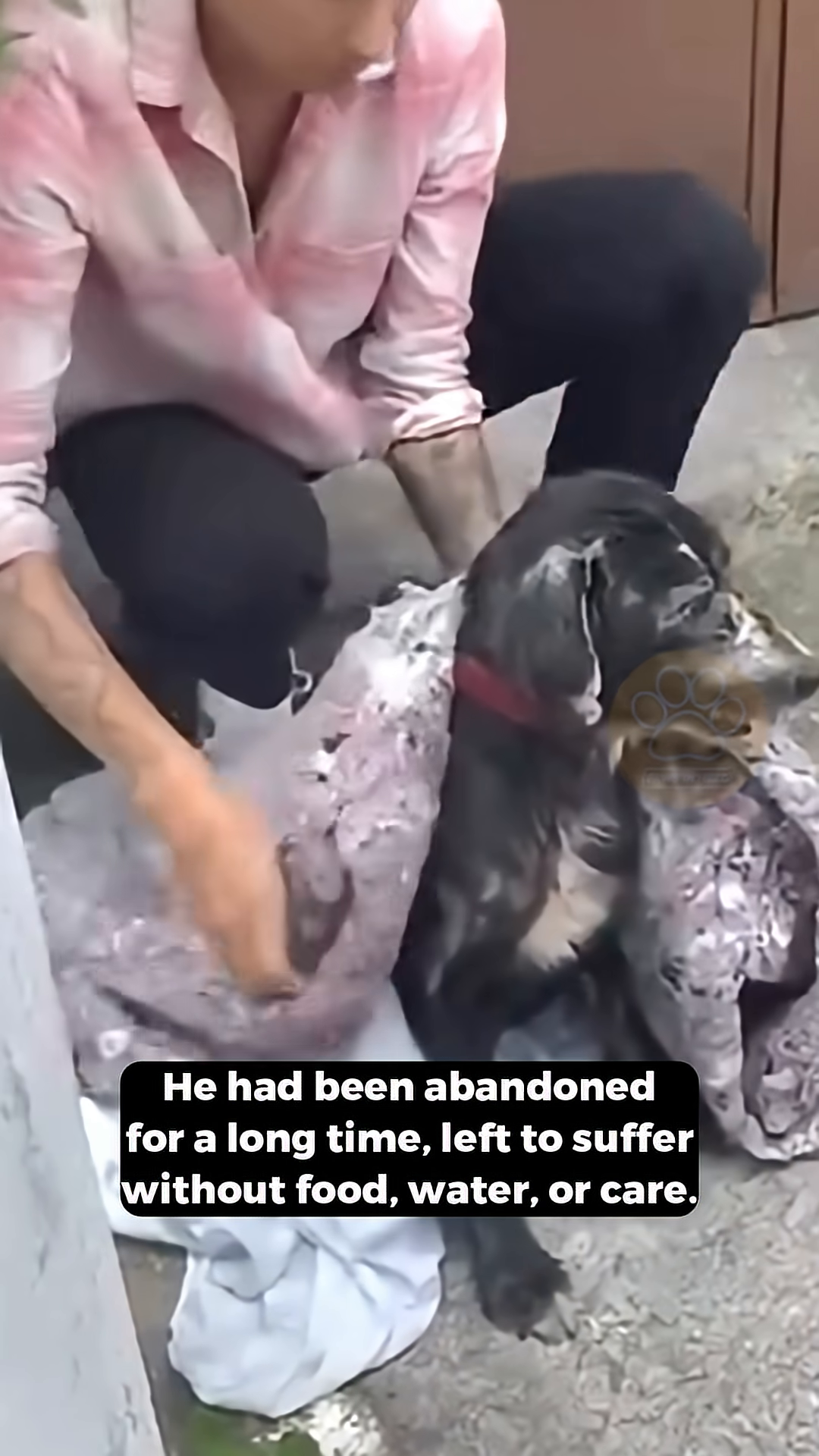 A person carrying a dog wrapped in blankets towards a vehicle.