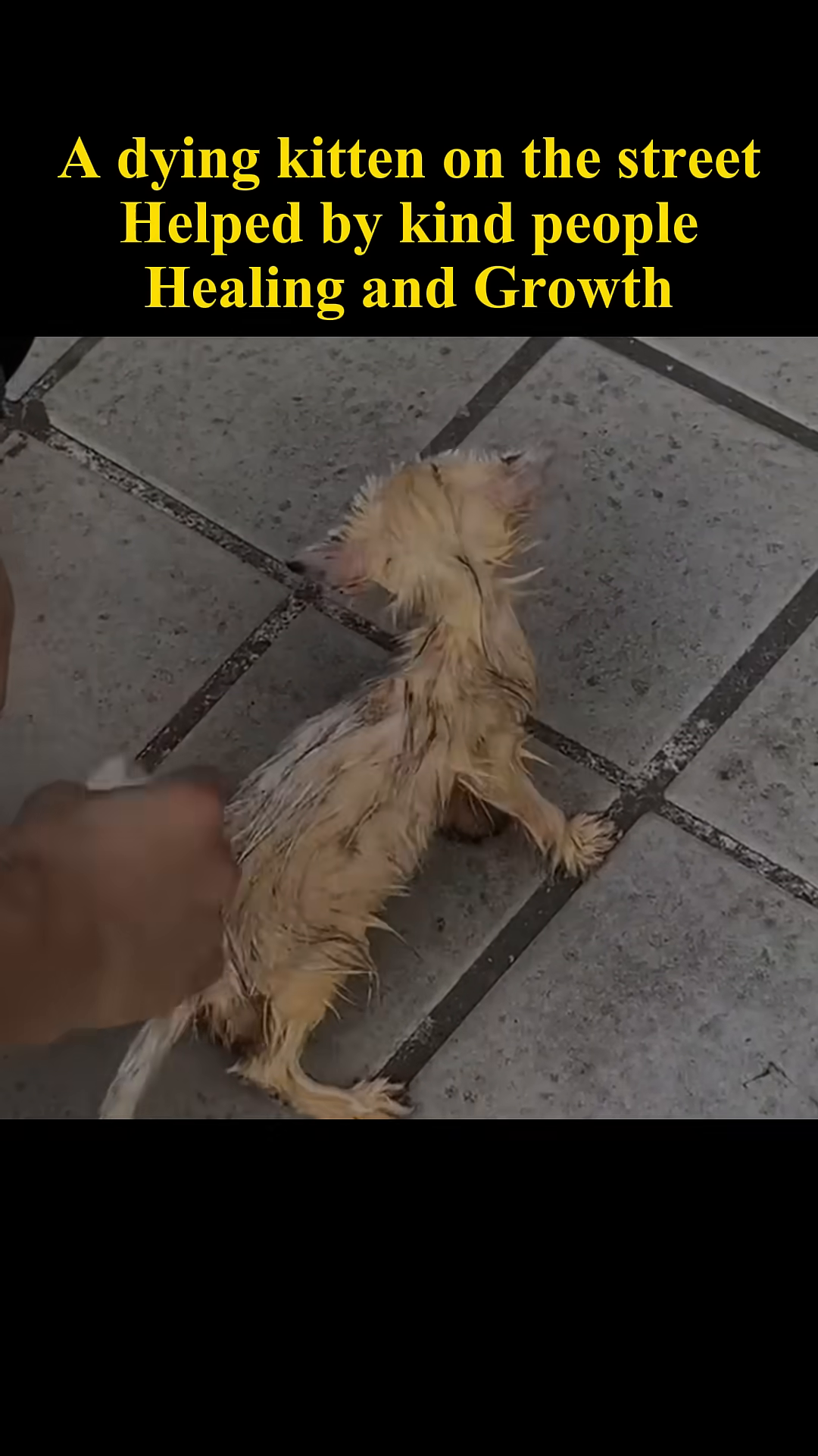 A person's hand gently wipes a wet, dirty kitten with a cloth.