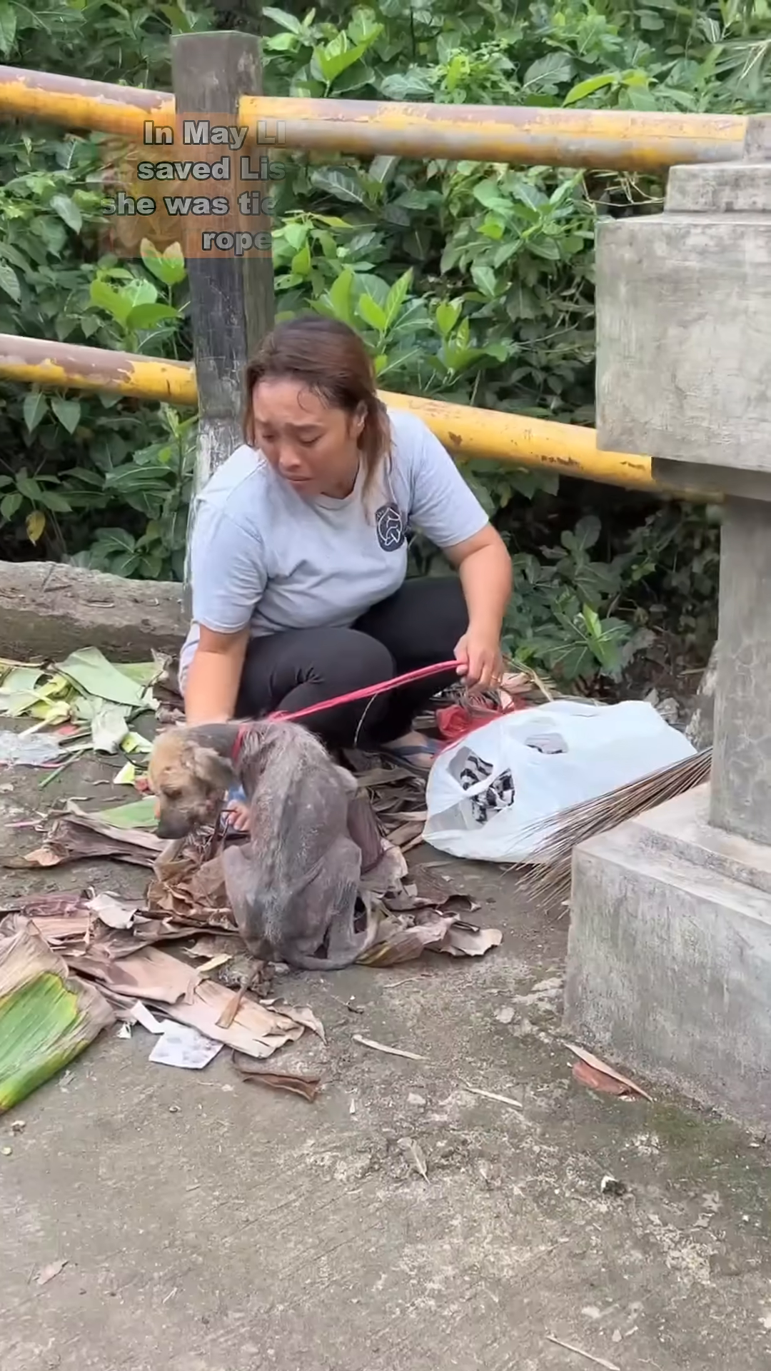 A close-up of the dog's emaciated body, showing visible ribs and sparse fur.