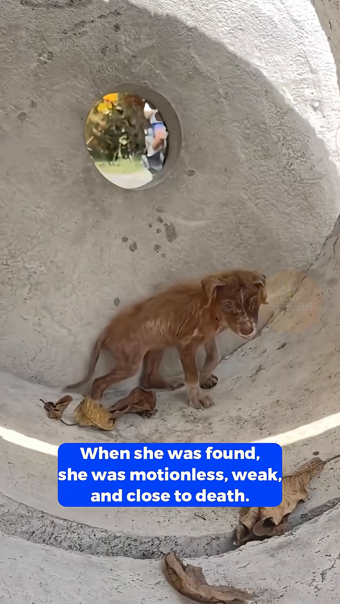 Close-up of the puppy's emaciated body and skin condition.