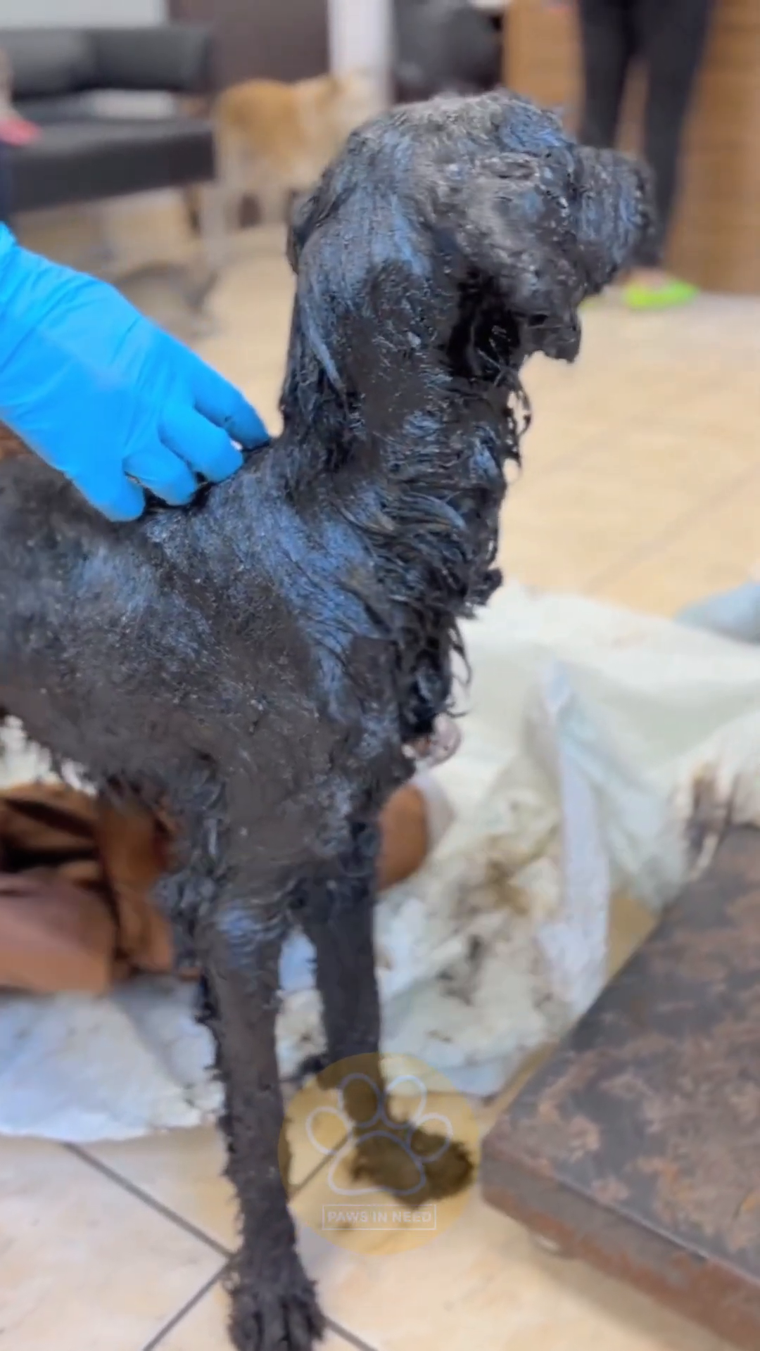 Close-up of the puppy's body, showing how heavily she is covered in bitumen, with some of her fur matted and stuck.
