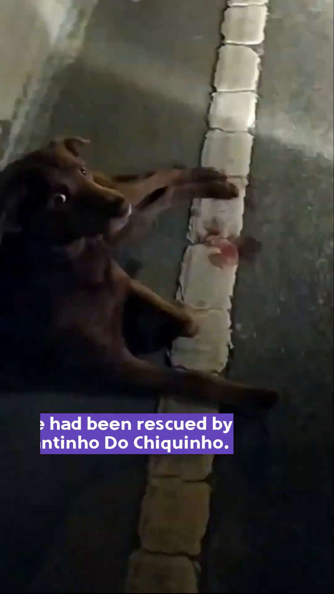 A person's hand is seen reaching towards the injured dog, offering comfort.