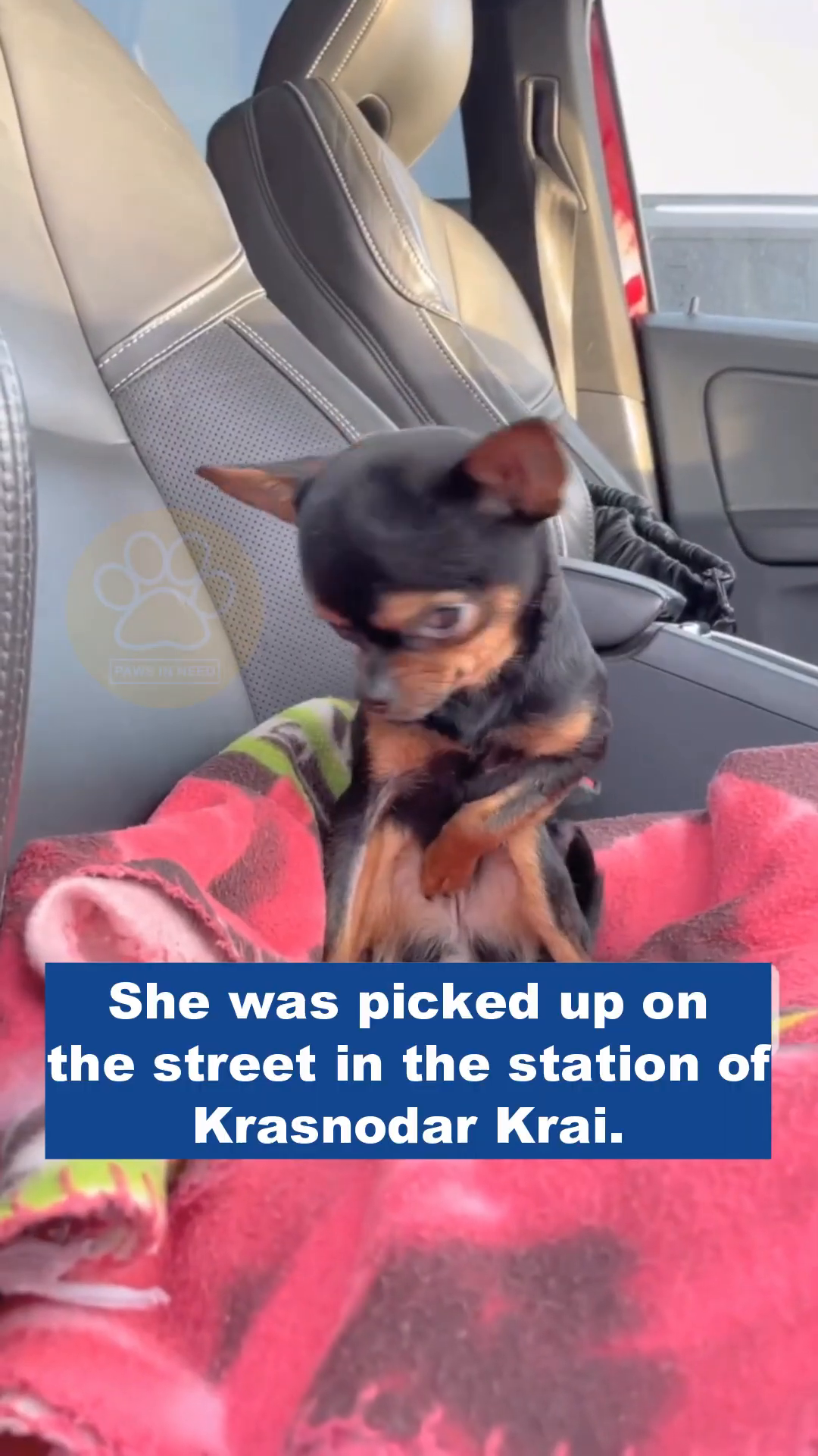 A small black and tan chihuahua sits on a pink blanket inside a car, looking alert.