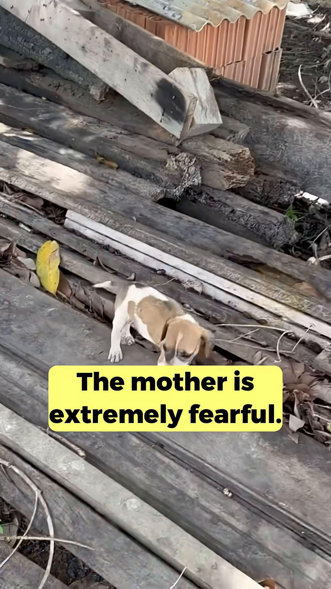 A person's hand is reaching out towards a puppy, while the mother dog looks on warily.