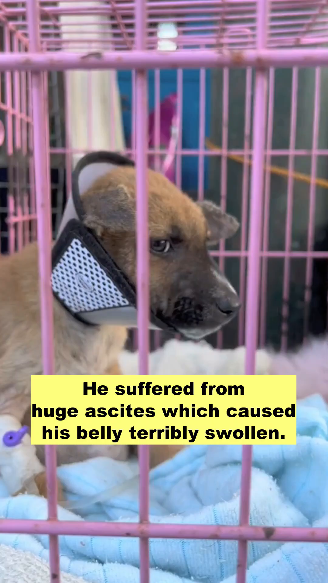 A close-up of the puppy Dustin, wearing a cone collar, inside a pink cage, looking unwell.