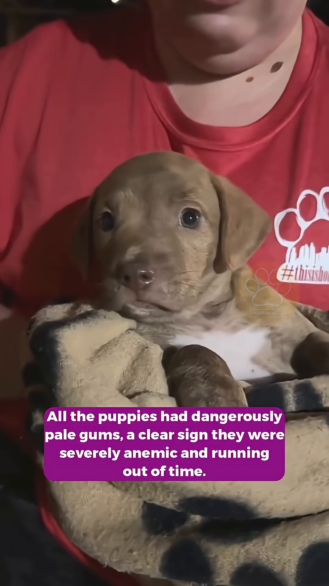 A close-up of a very young puppy's face, its gums appear pale.