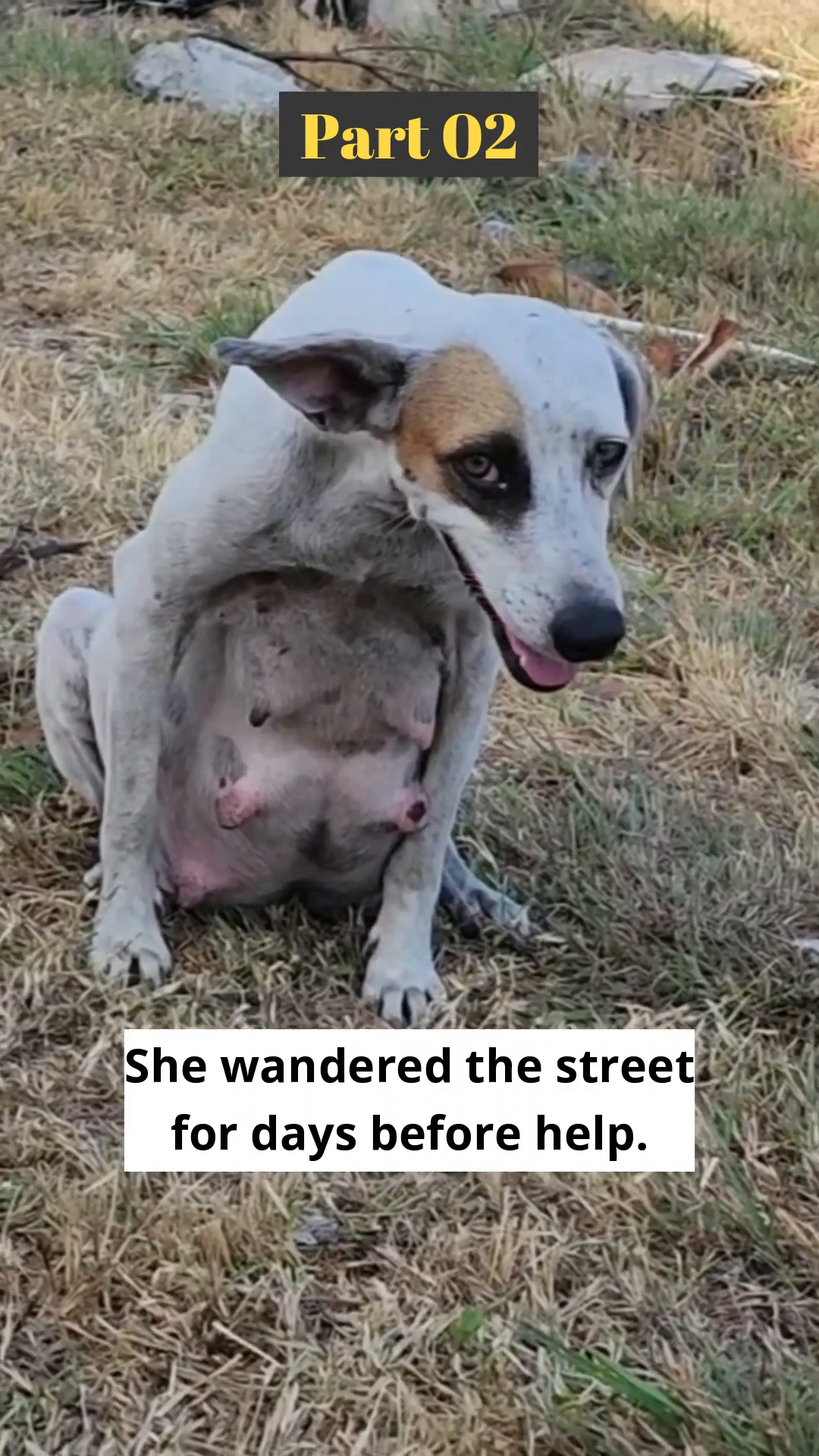 People gently guiding the pregnant dog into a crate.