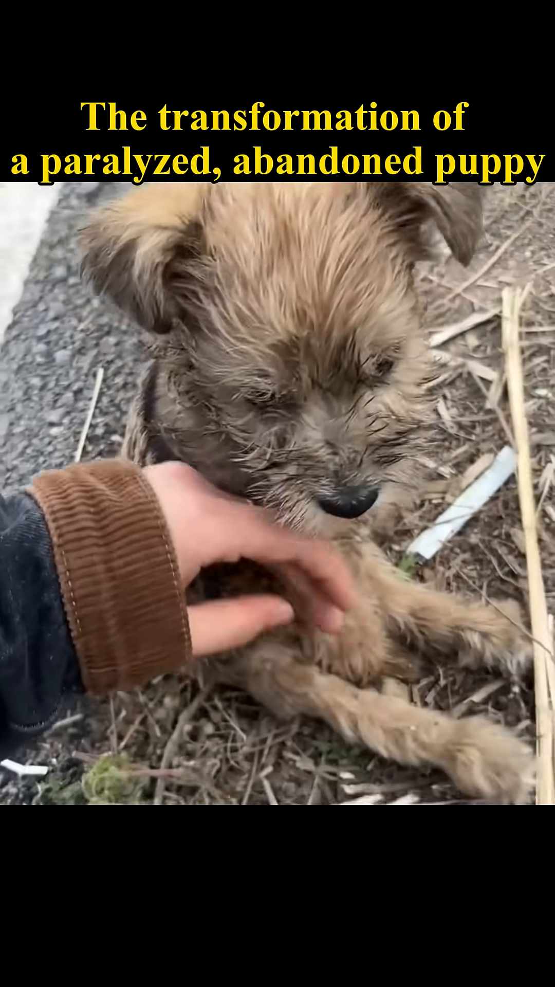 A person's hand gently strokes the head of the small, weak puppy.