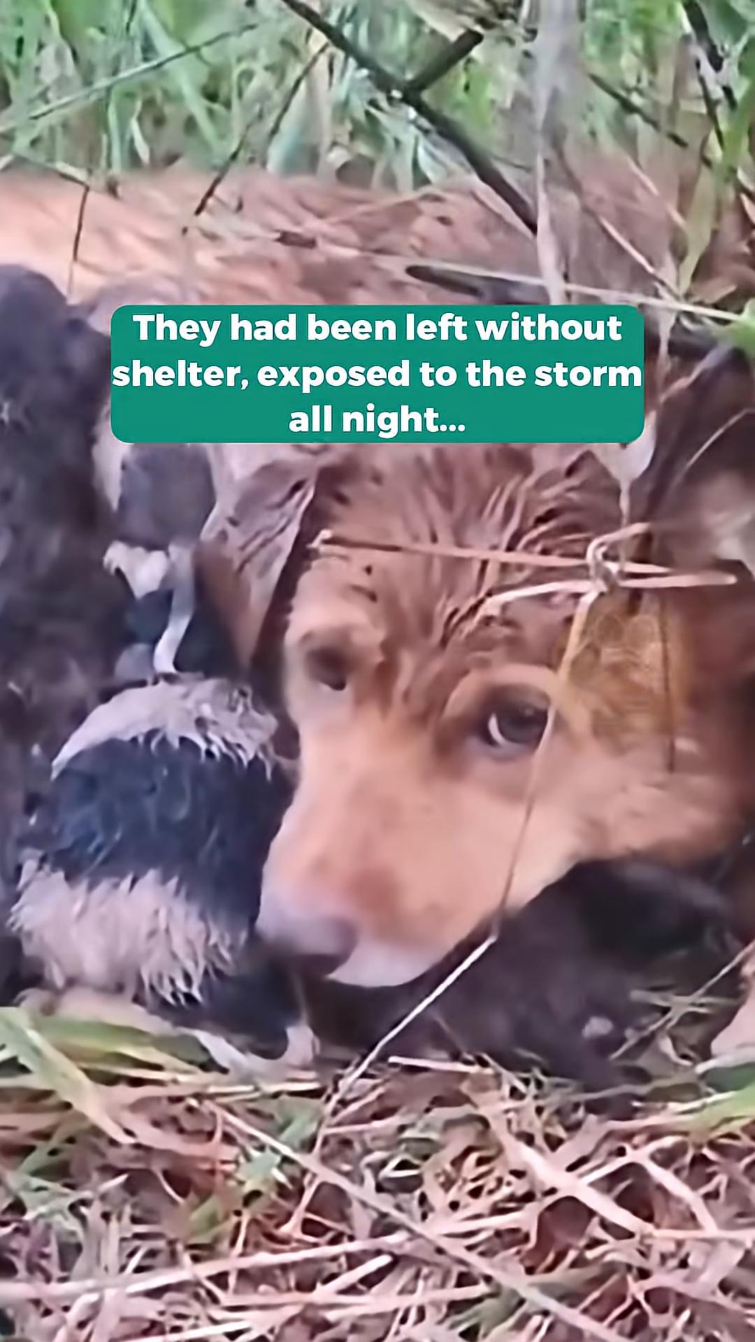 Close-up of the mother dog's face, eyes filled with worry as she protects her puppies.