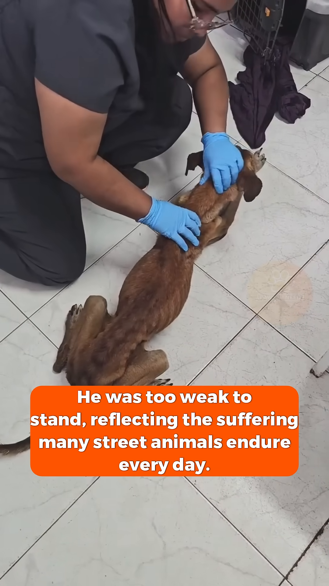 A veterinarian gently administers food to the emaciated dog from a bowl.