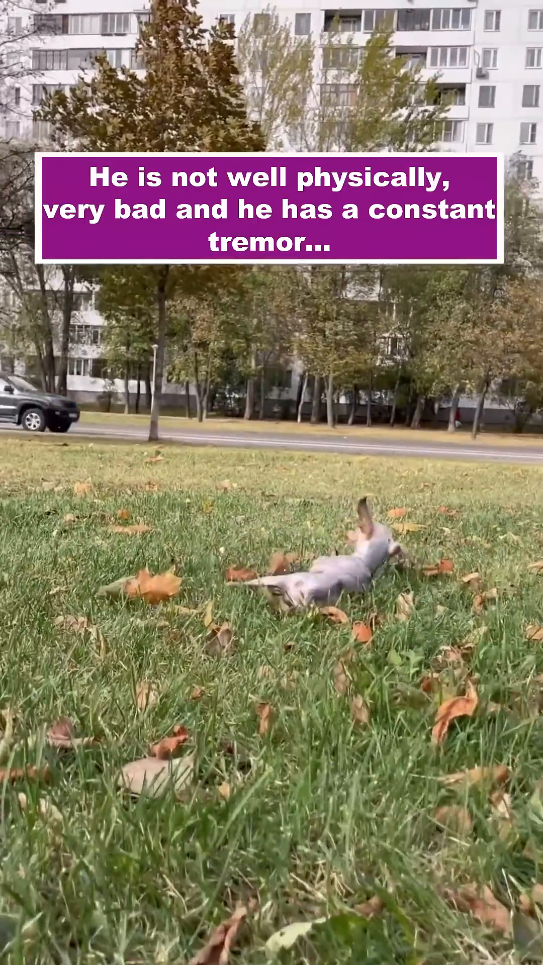 Close-up of the dog's thin body, highlighting its frailness and the visible tremor.
