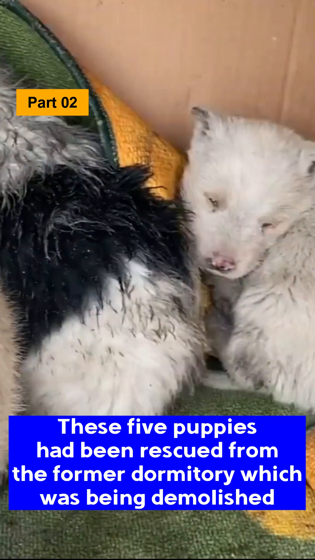 A wider shot showing the puppies nestled in a box, with the background hinting at the surrounding debris and destruction.