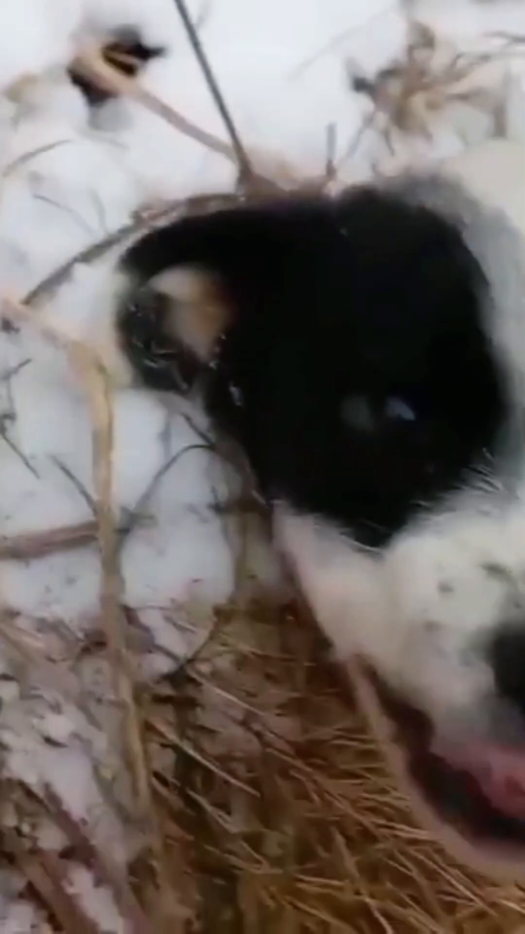 Close-up of the puppy's face, showing signs of distress and cold.
