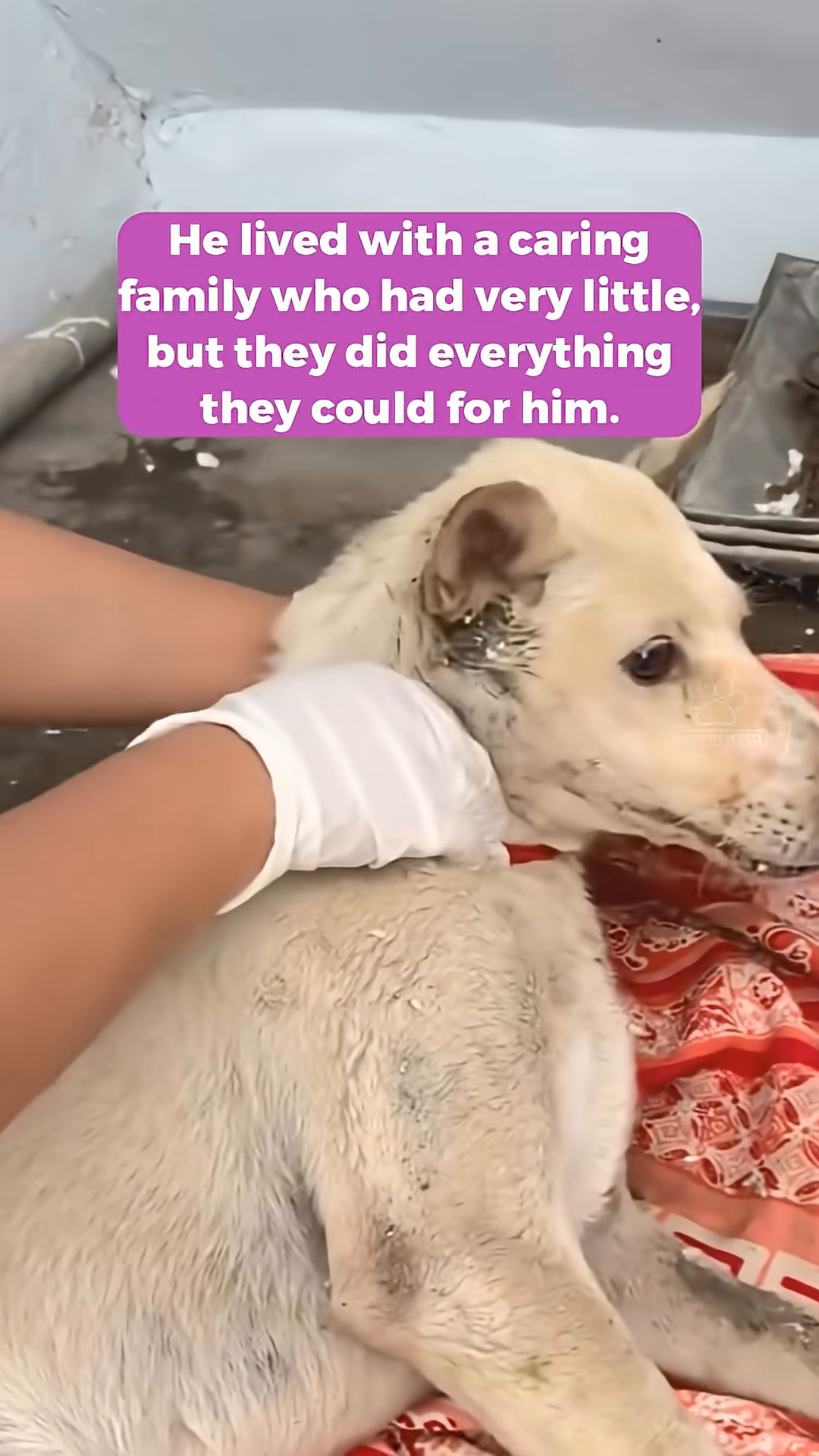 A person in white gloves gently touching a dog that is lying down, with a worried expression.