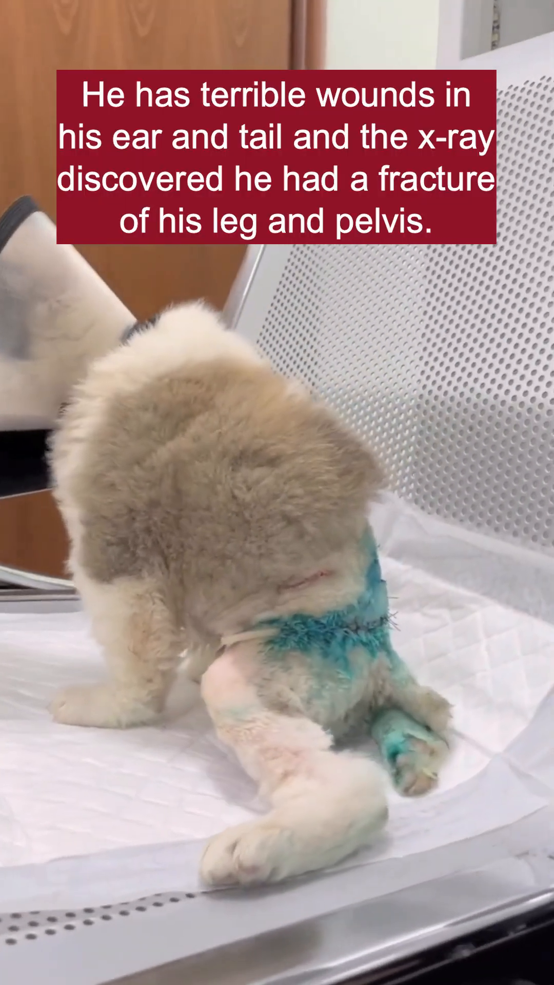 Close-up of a puppy's injured leg with green antiseptic solution applied.