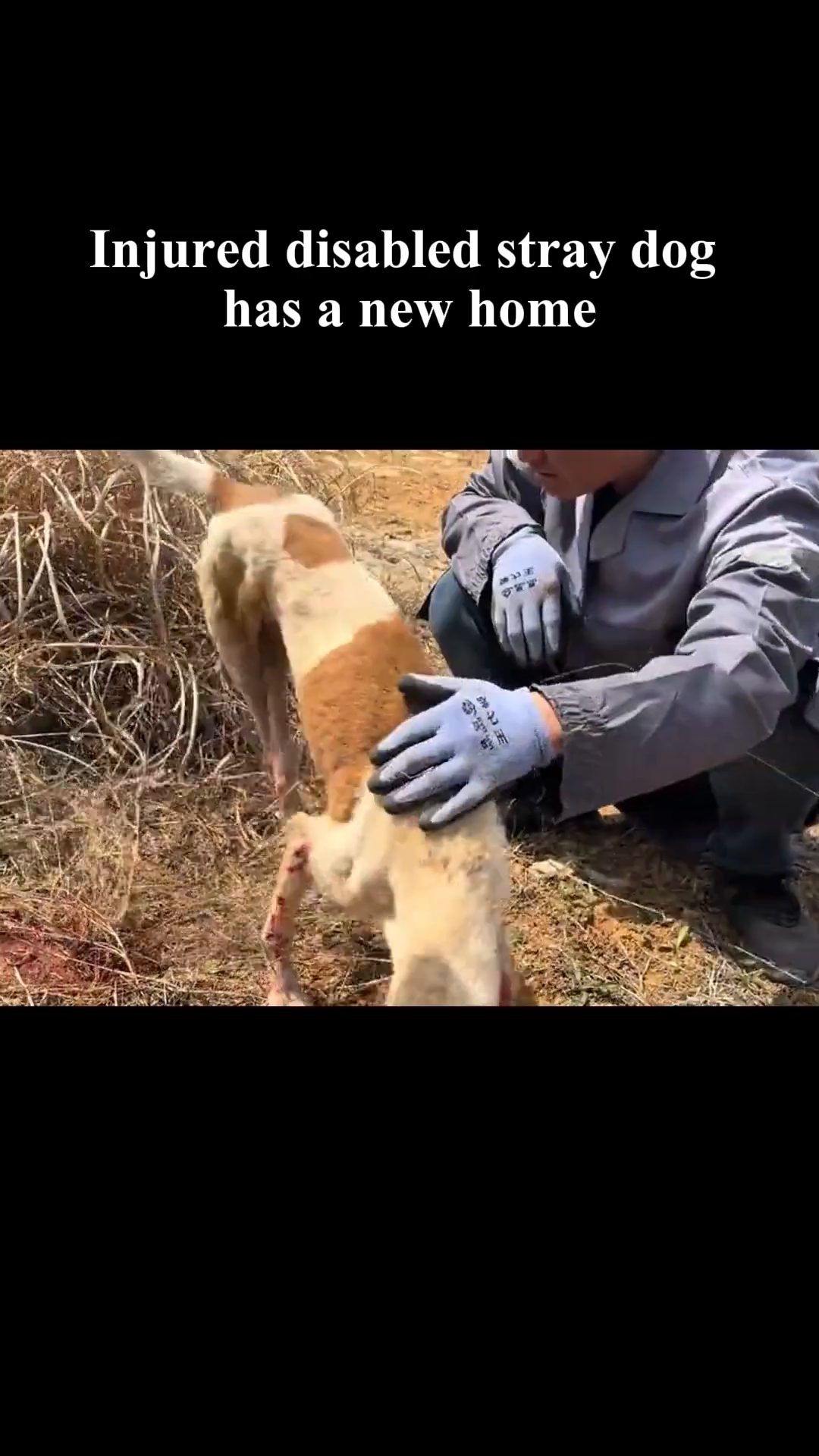 A person cautiously approaches the injured stray dog, showing concern.