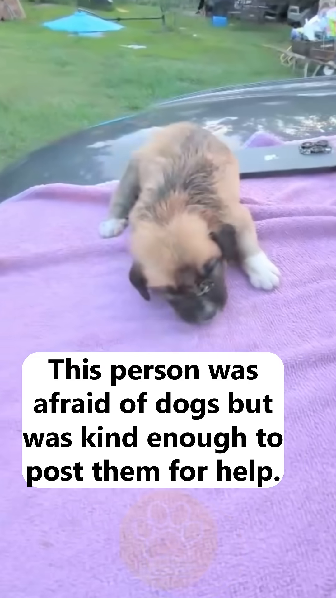 A person's hand gently reaches towards one of the puppies, showing a moment of hesitant kindness.