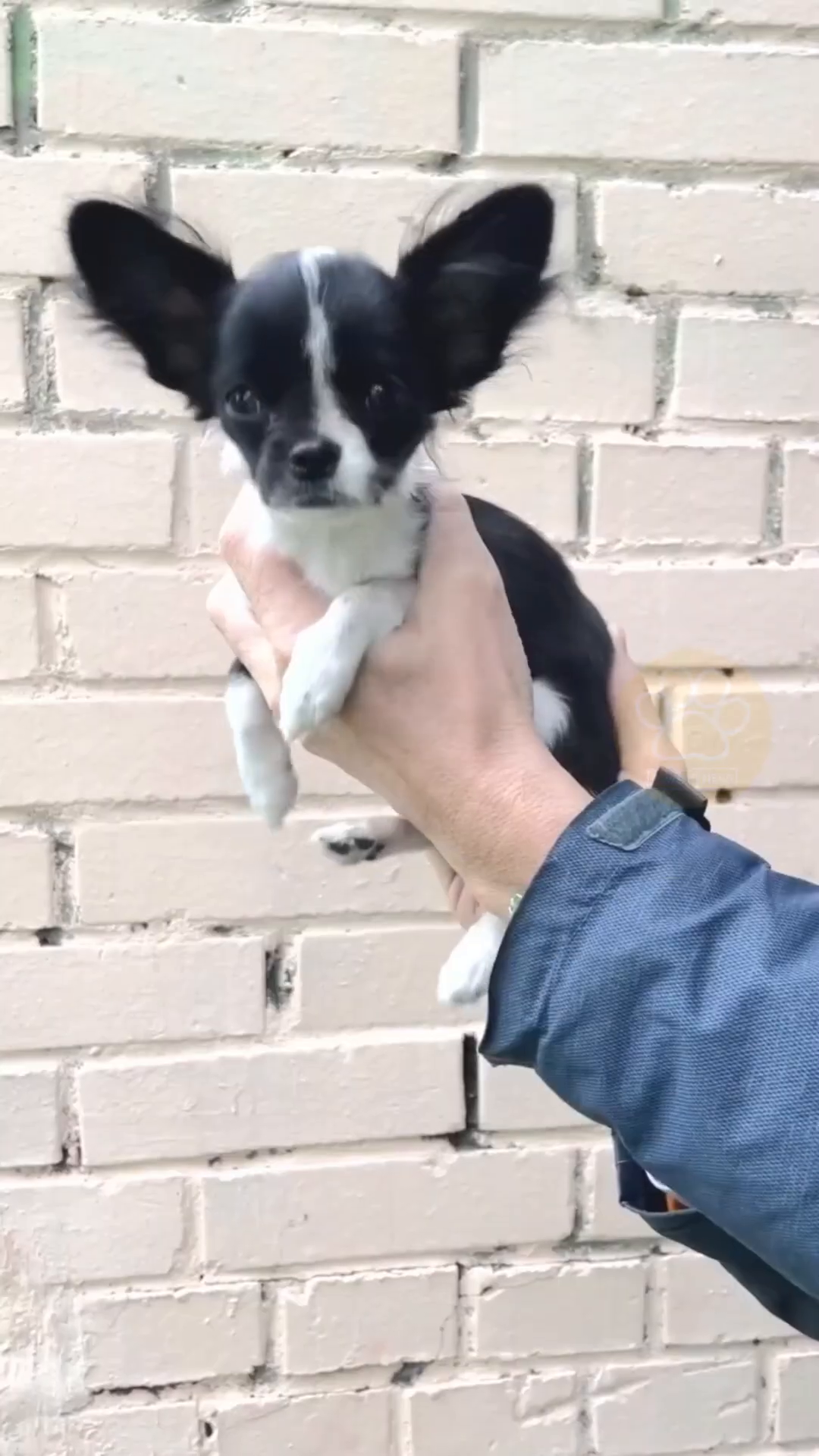 A person holds a small black and white puppy against a brick wall.