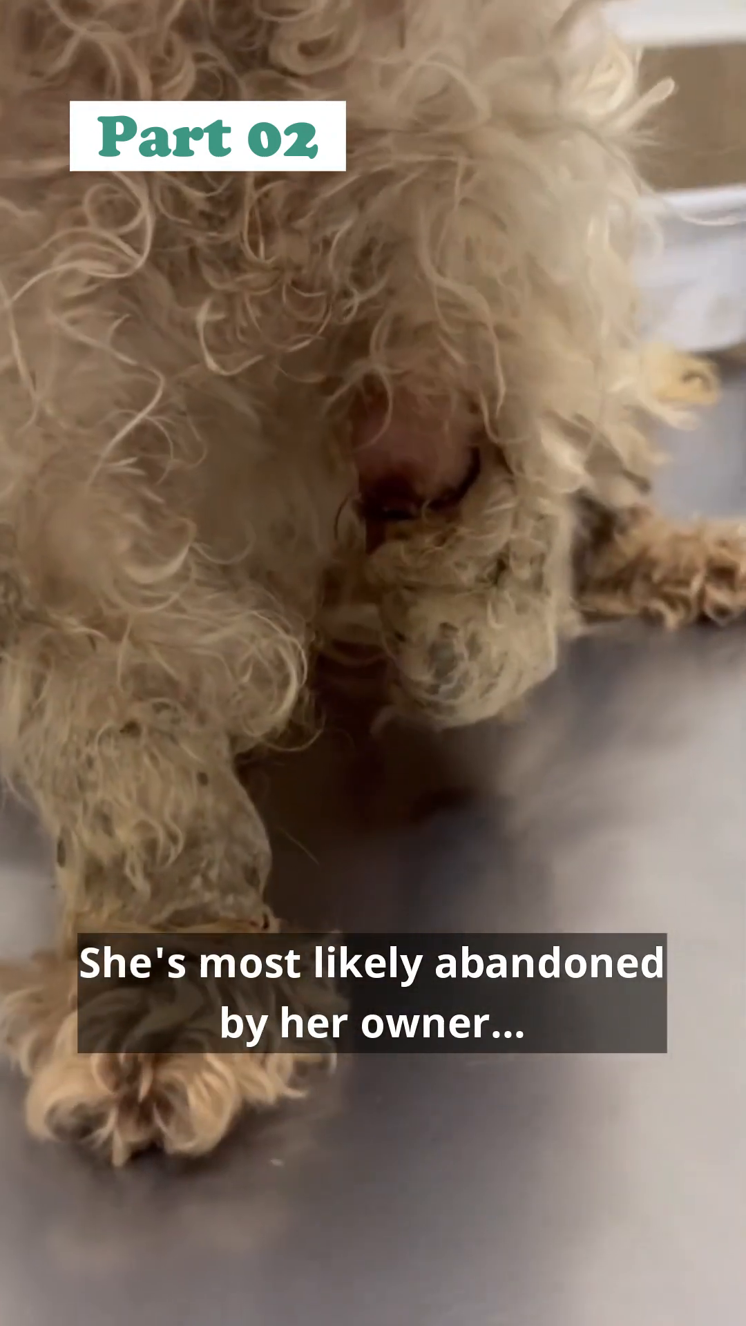 Close-up of Little Tres's matted fur and visible injury on her leg.