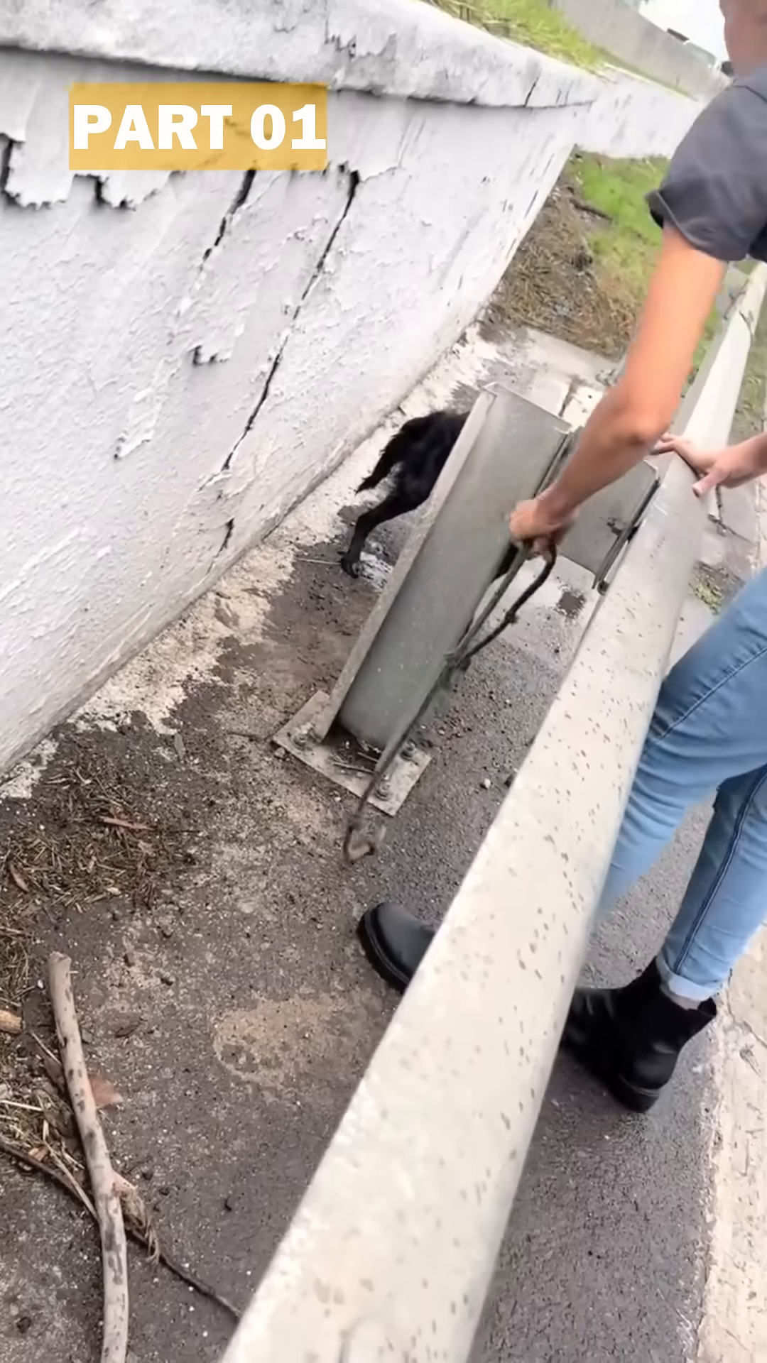 A rescuer gently reaches out to the scared dog, Nutella.