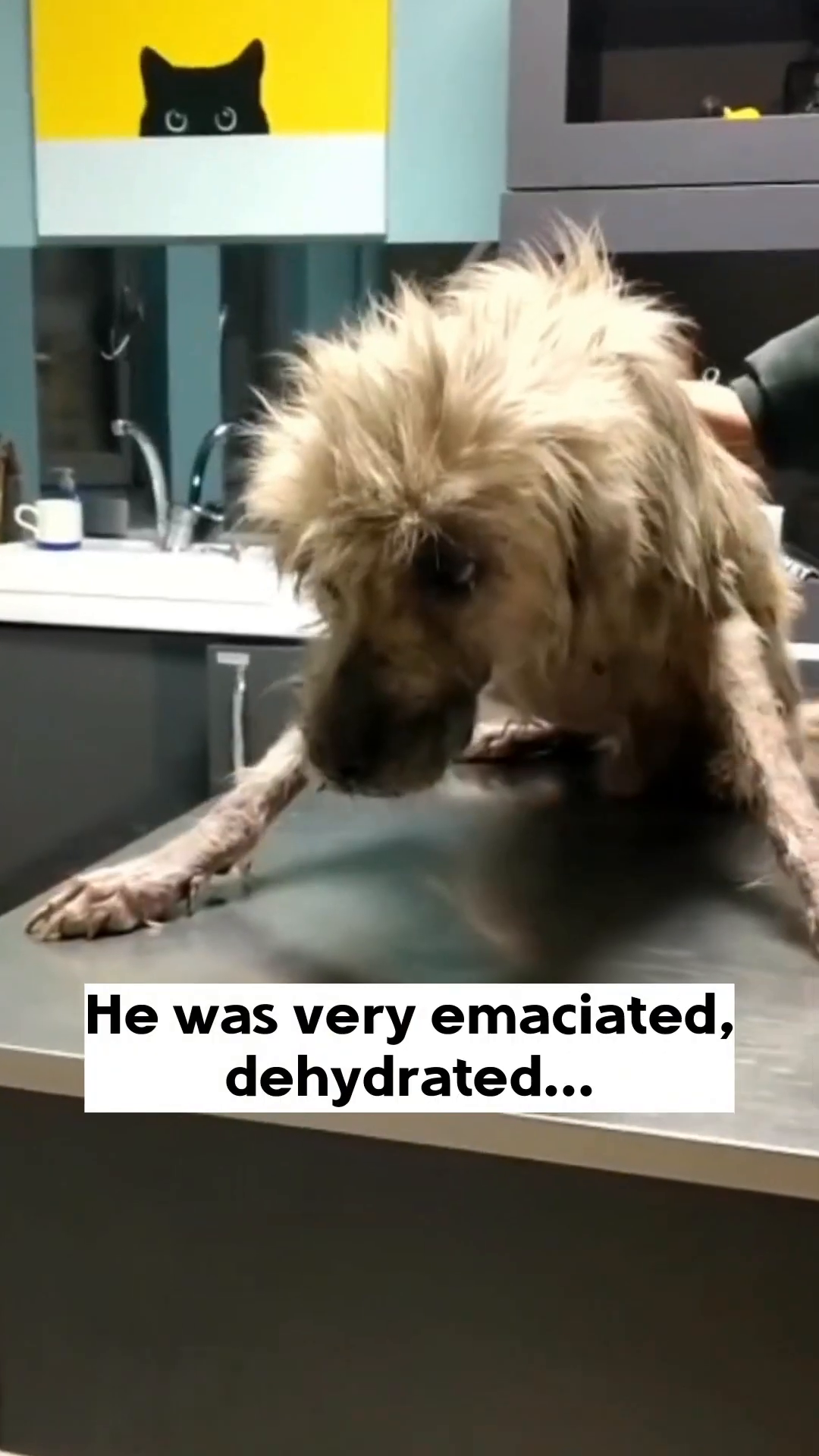 Close-up of a very thin dog's leg showing skin problems and emaciation.