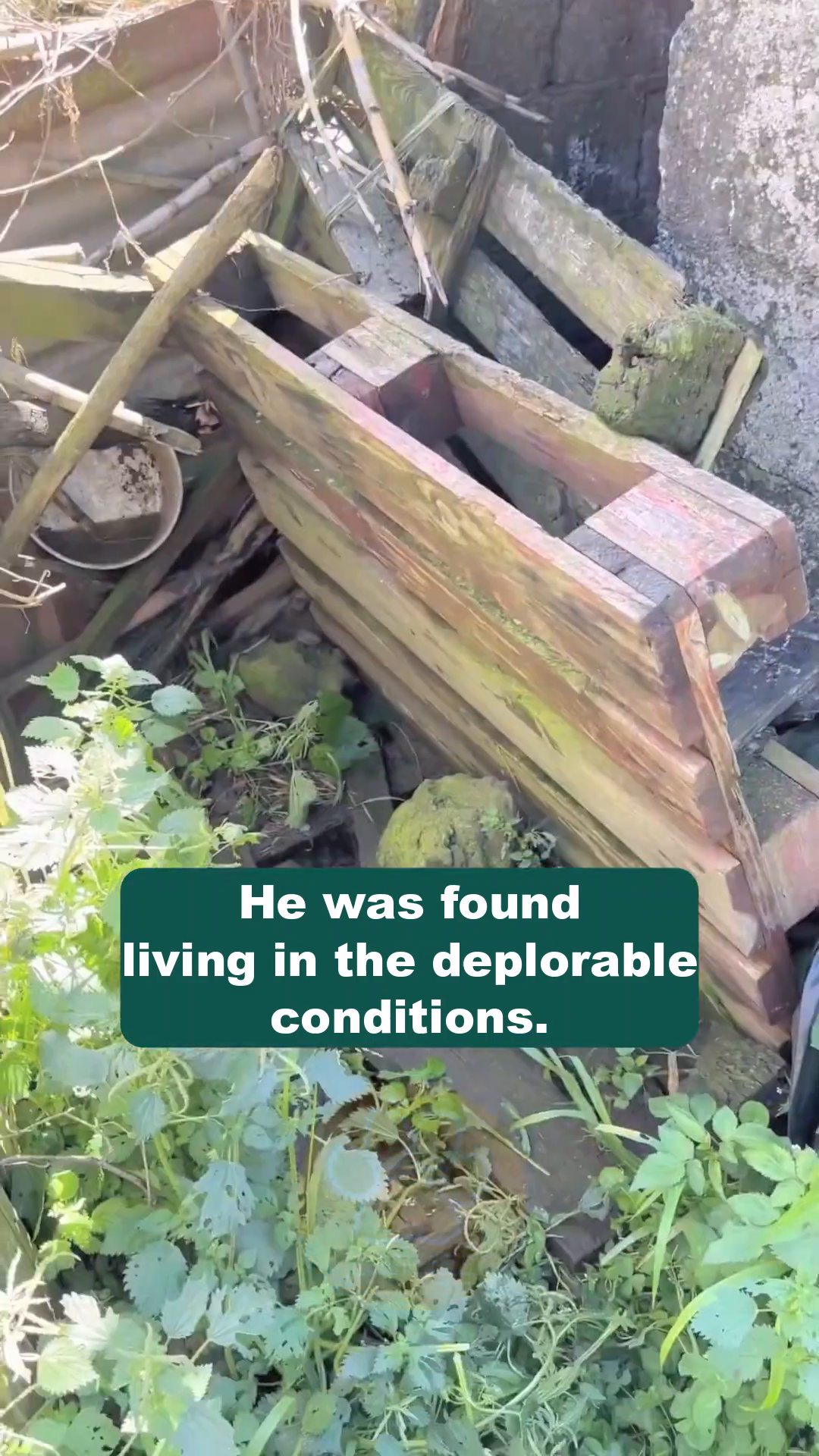 Close-up of Brownie looking out from his confined space, surrounded by dirt and debris.