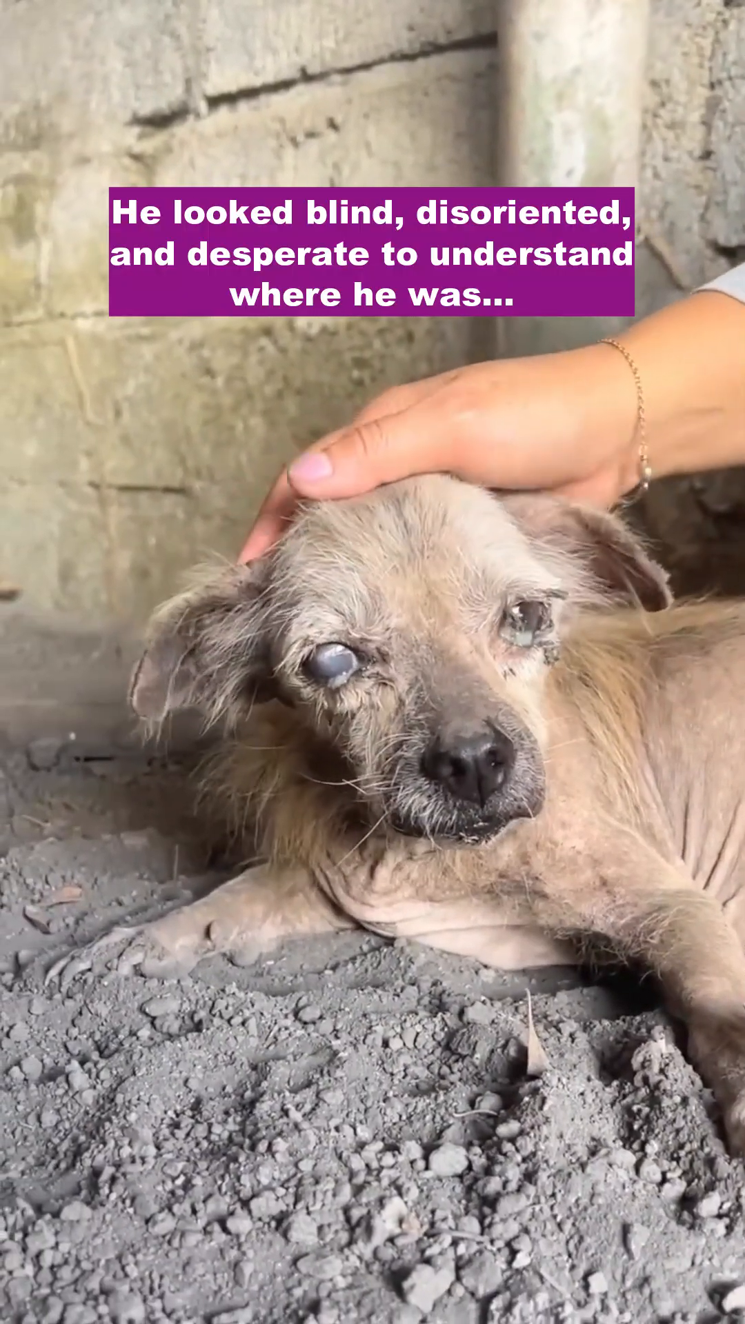 Close-up of the puppy's face, showing his sad eyes and frail appearance, as a hand gently touches his head.