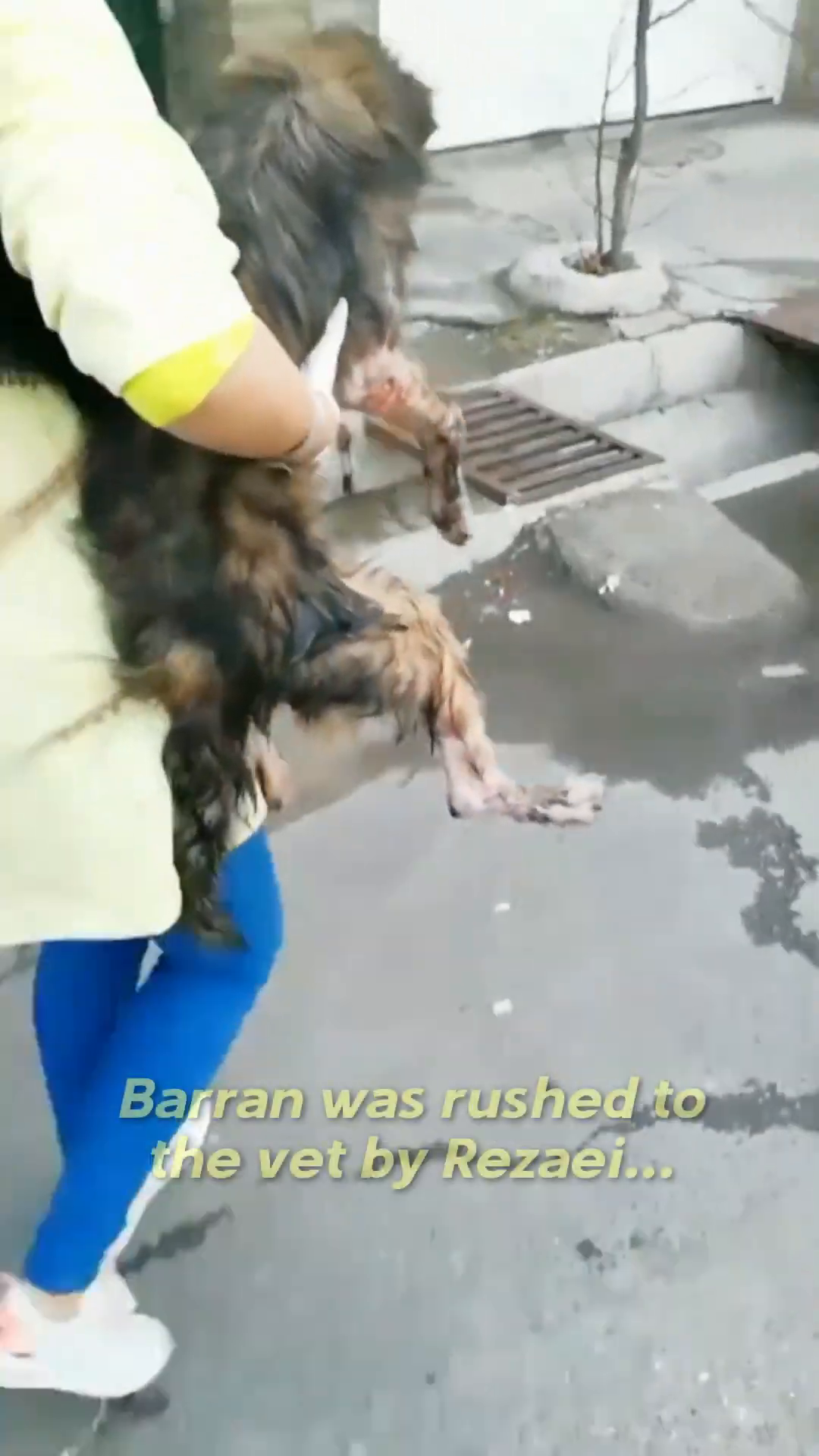 Rezaei carrying Barran, who appears weak, towards a building, likely a vet clinic.
