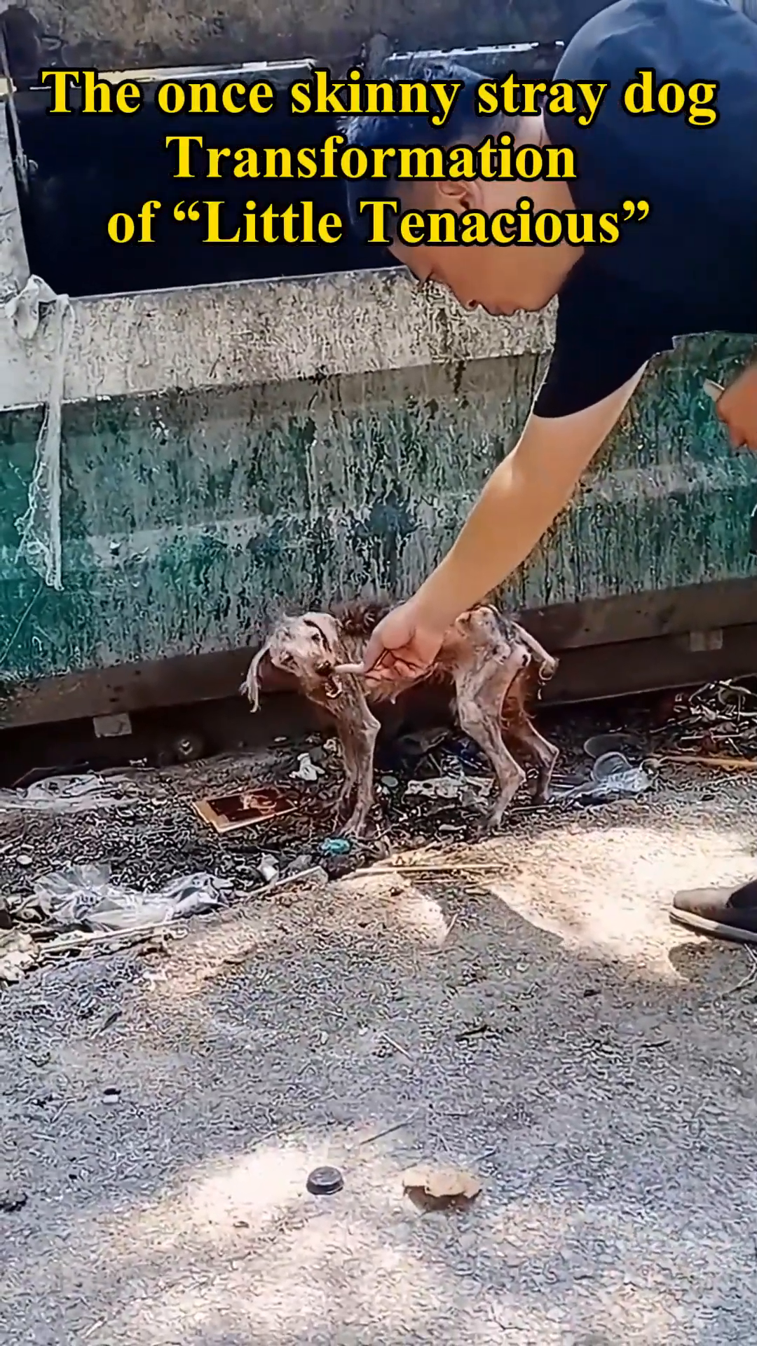 A person's hand gently reaching towards the emaciated stray dog.