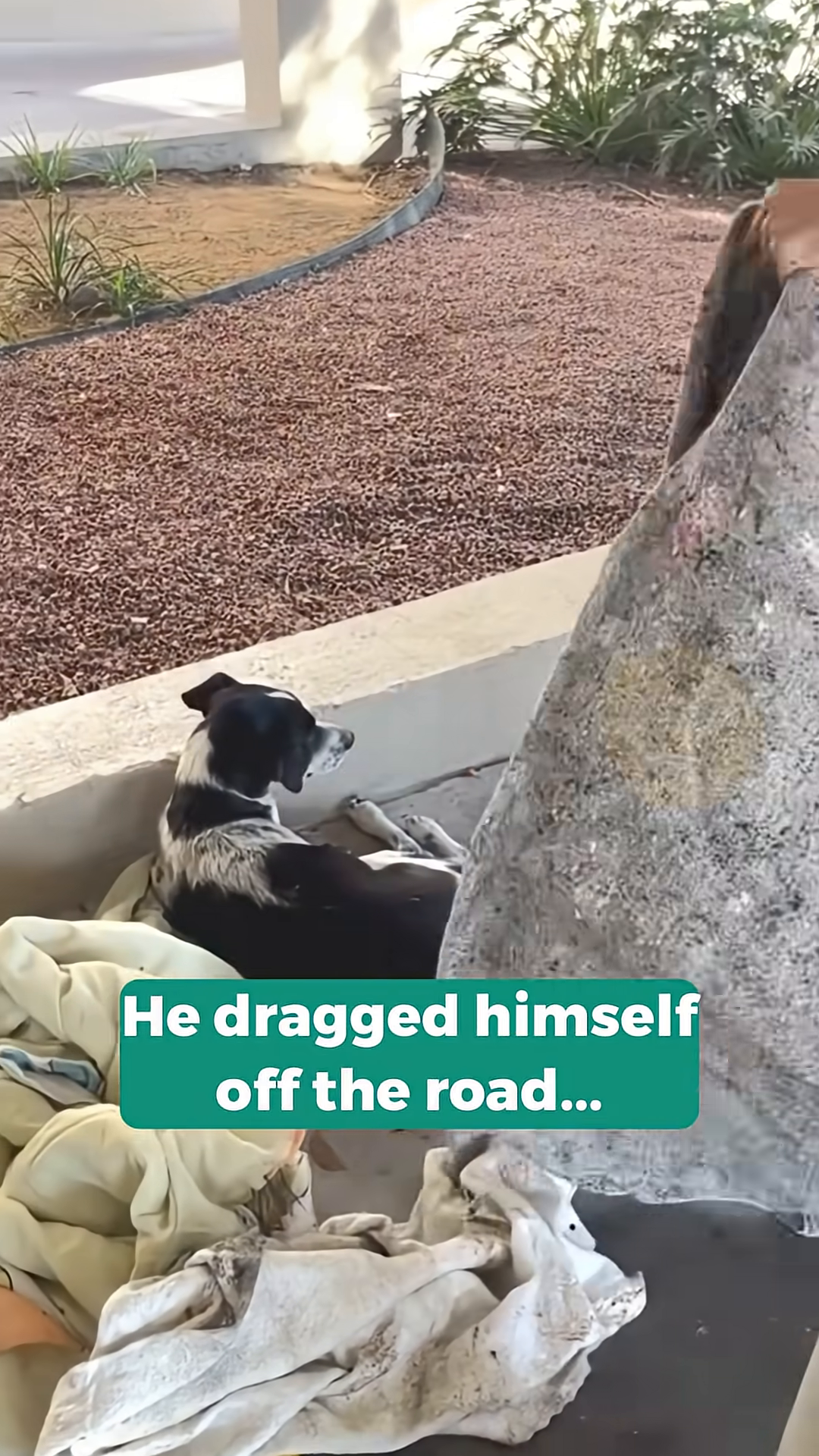 The injured dog lies on the ground, wrapped in blankets, looking frail and vulnerable.
