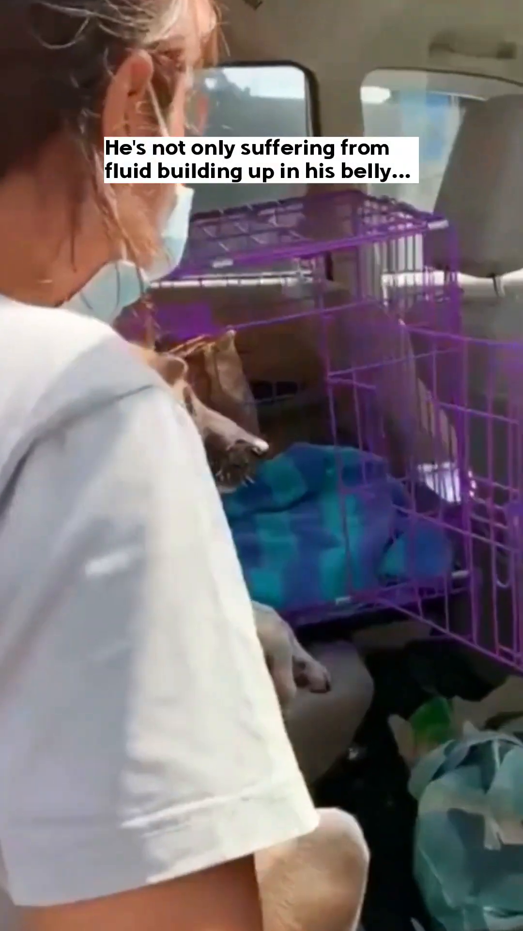 Close-up of a veterinarian's gloved hands performing a procedure, with a jug collecting reddish fluid from the puppy's abdomen, and a syringe nearby.