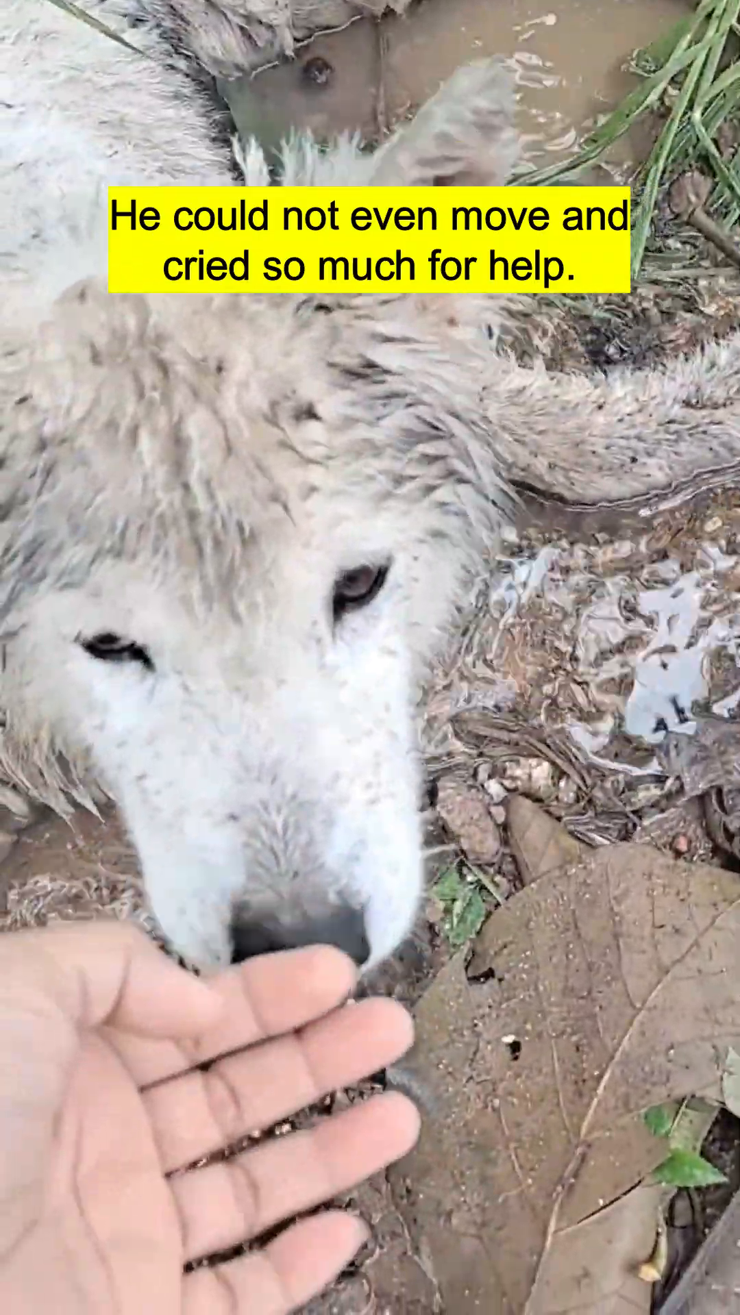 Close-up of the dog's face, showing signs of distress and neglect.