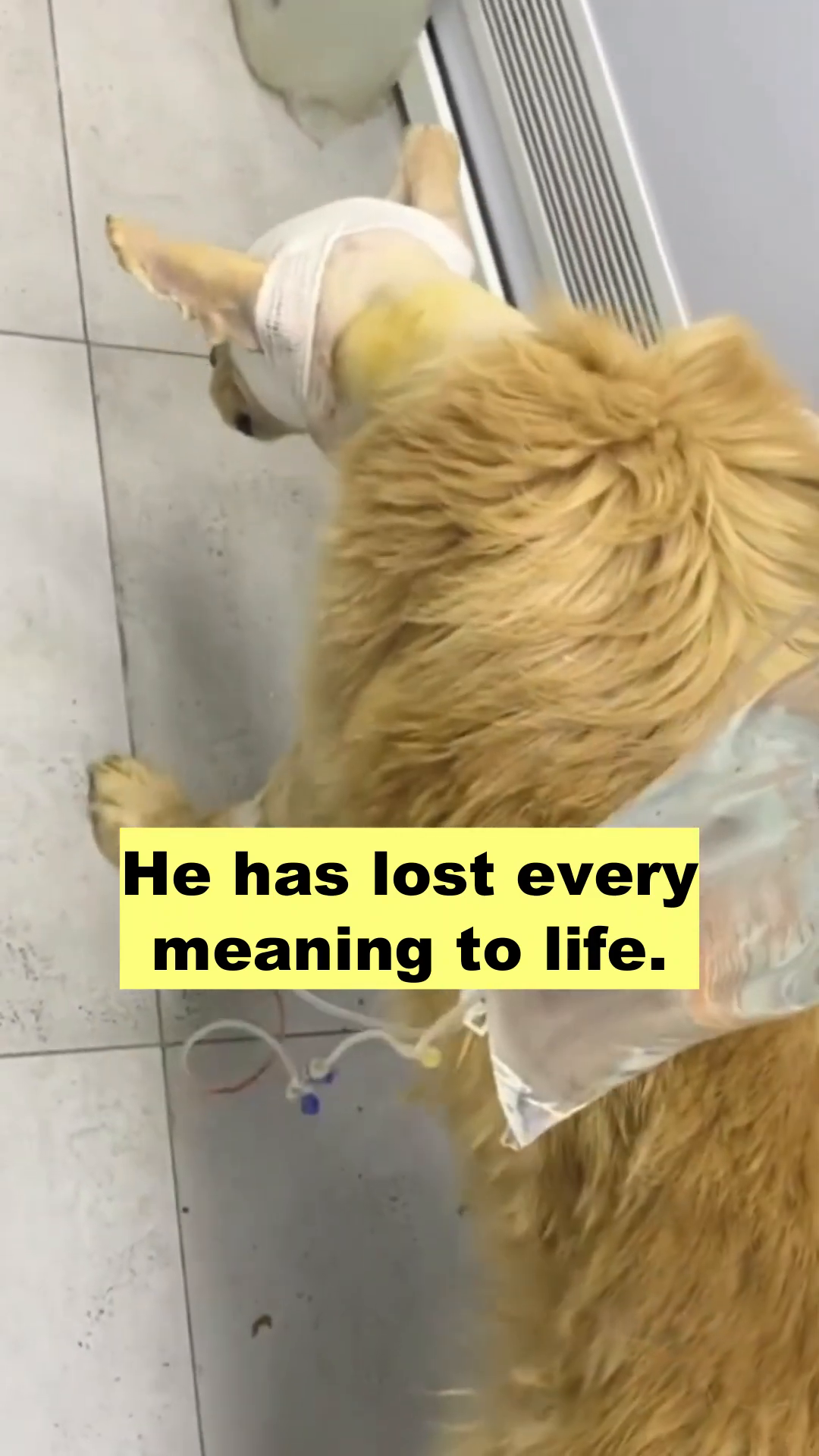 Close-up of Bruno's face, showing bandages covering his eyes and nose area.