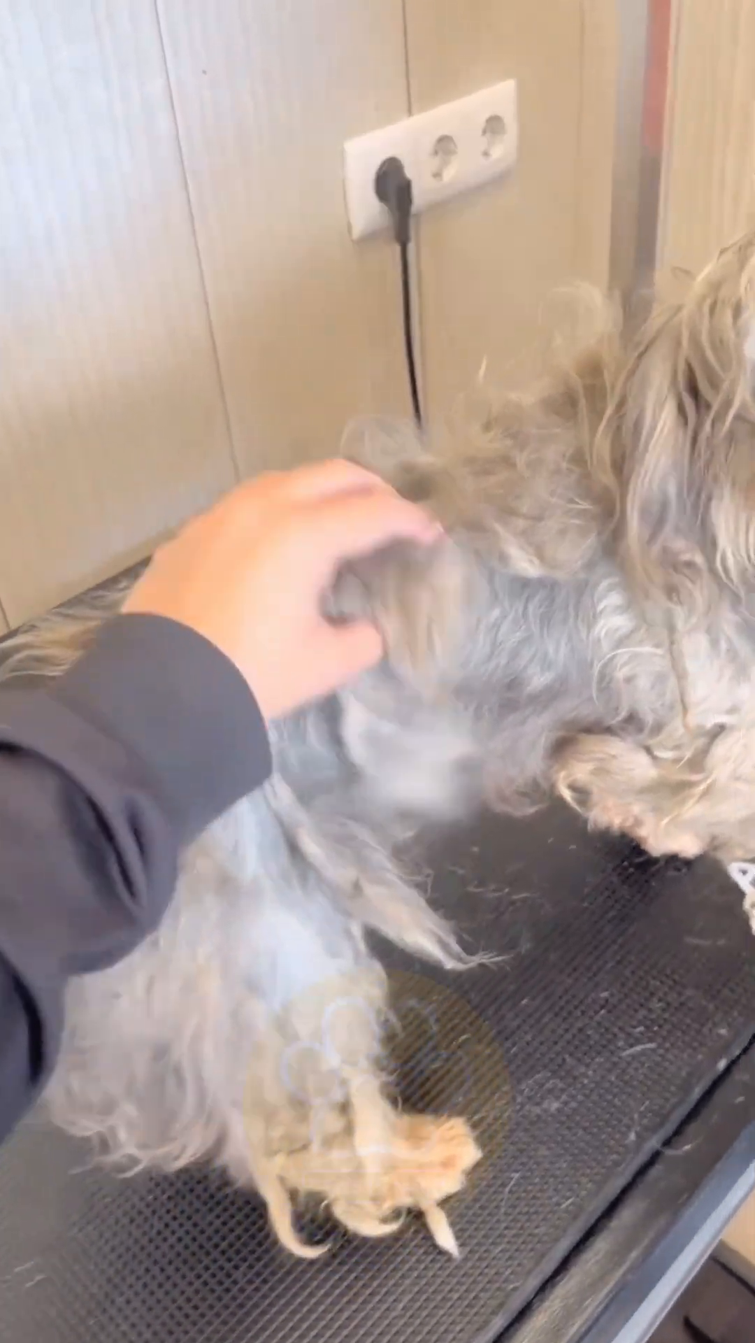 Close-up of a dog's matted fur, showing tangled dreadlocks and visible ticks.