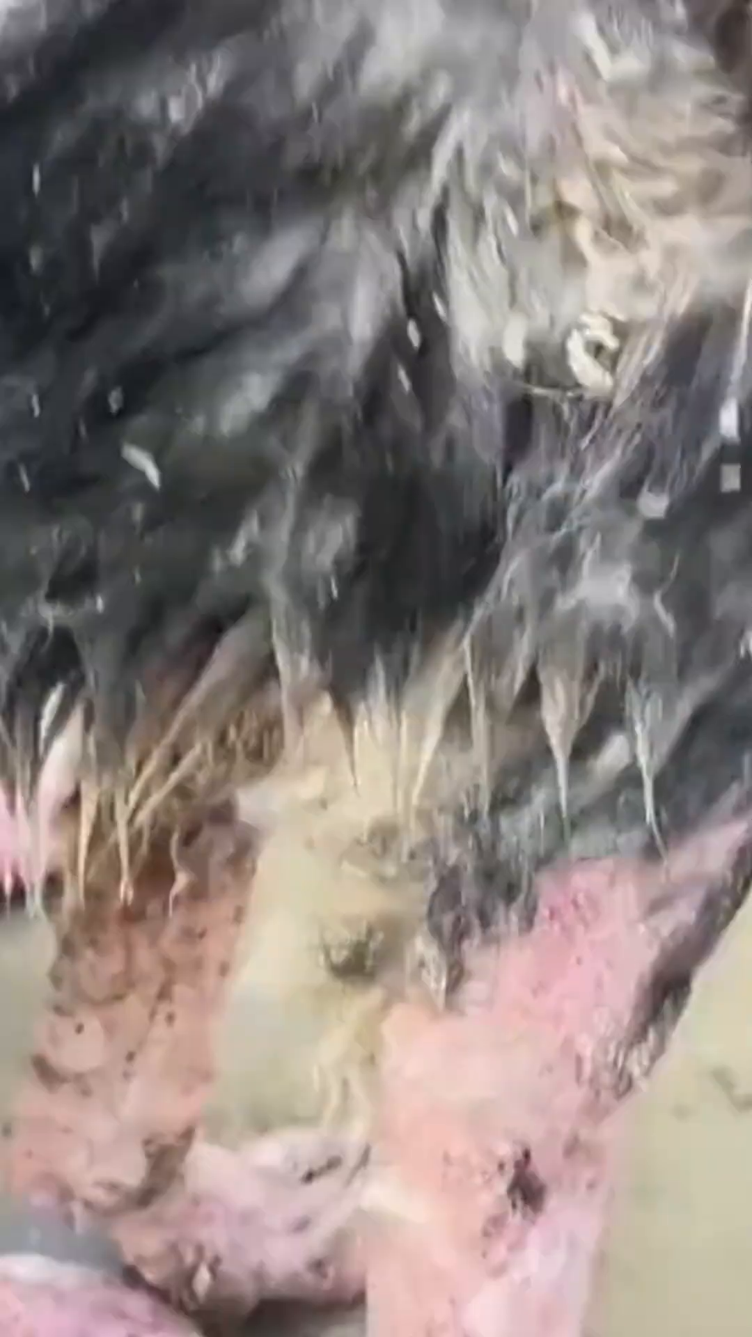 Close-up of the dog's face and legs, showing severe skin lesions and discomfort.