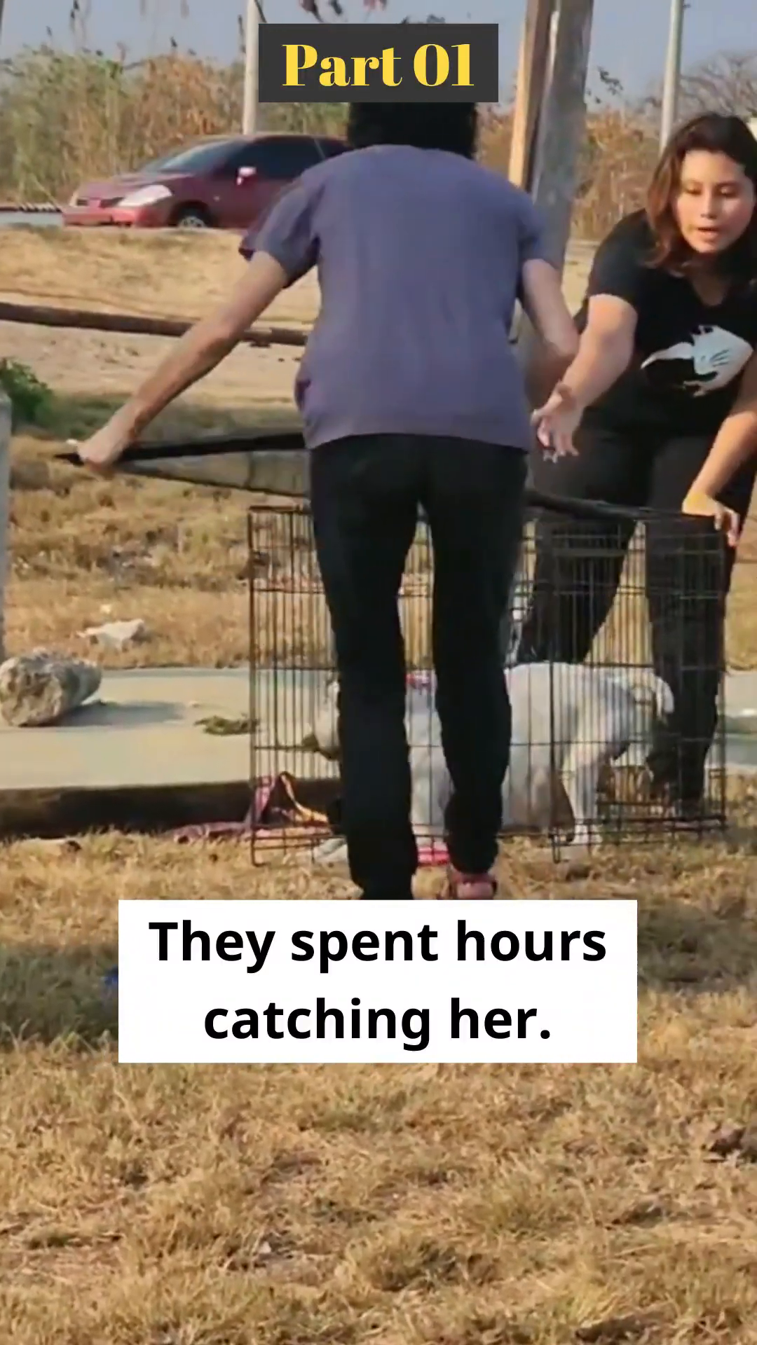 Two people are carefully coaxing a dog into a cage.