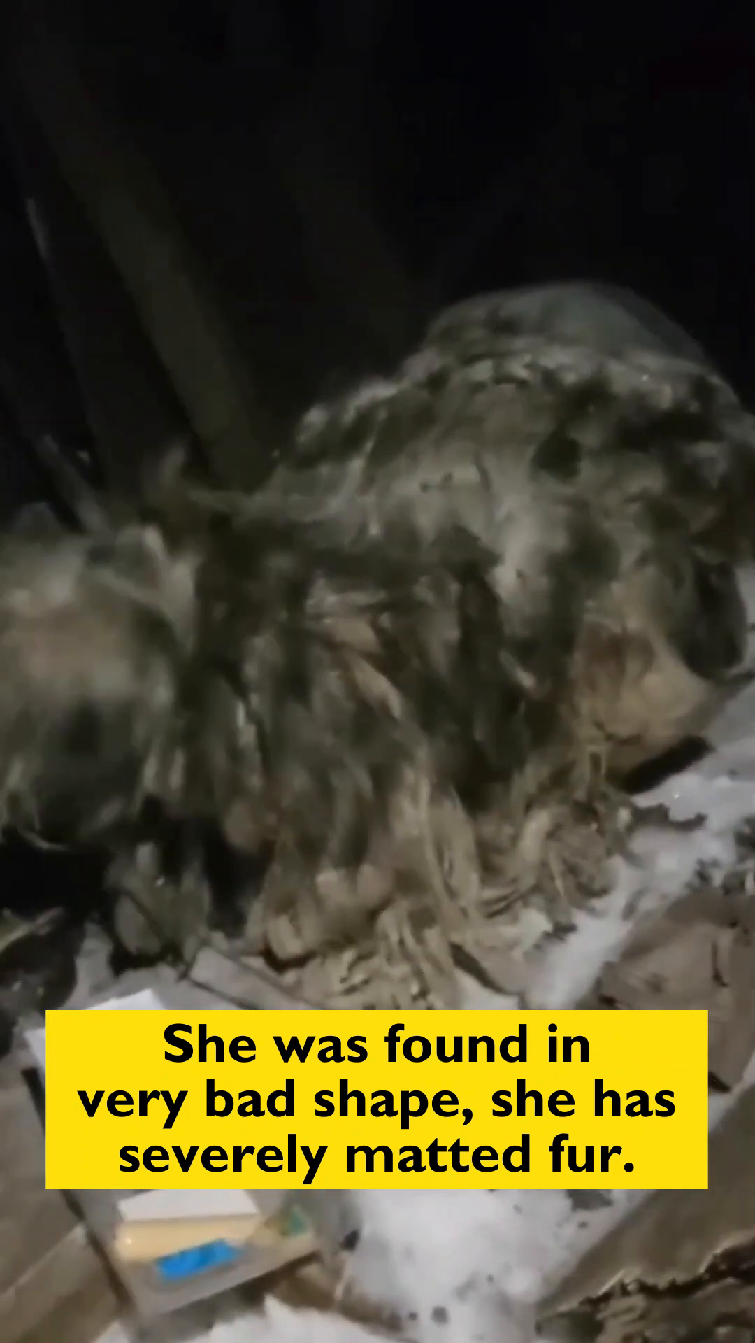 Close-up of Roxy's severely matted fur, highlighting her poor condition.