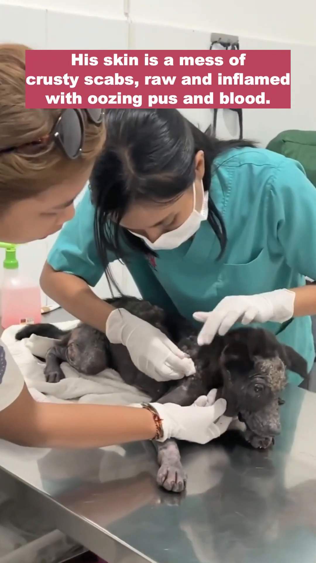 Detailed view of Koda's severely damaged skin, showing scabs and inflammation.