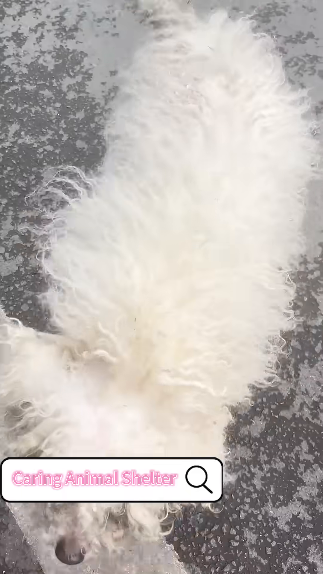 The white dog is lying down, looking weak and distressed.