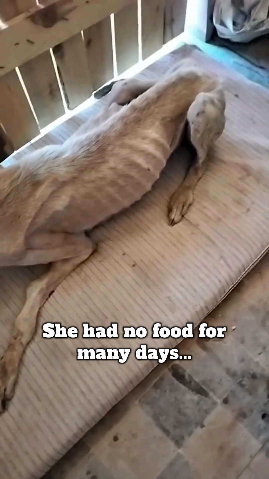 The dog eagerly eats food from a container offered by a rescuer.