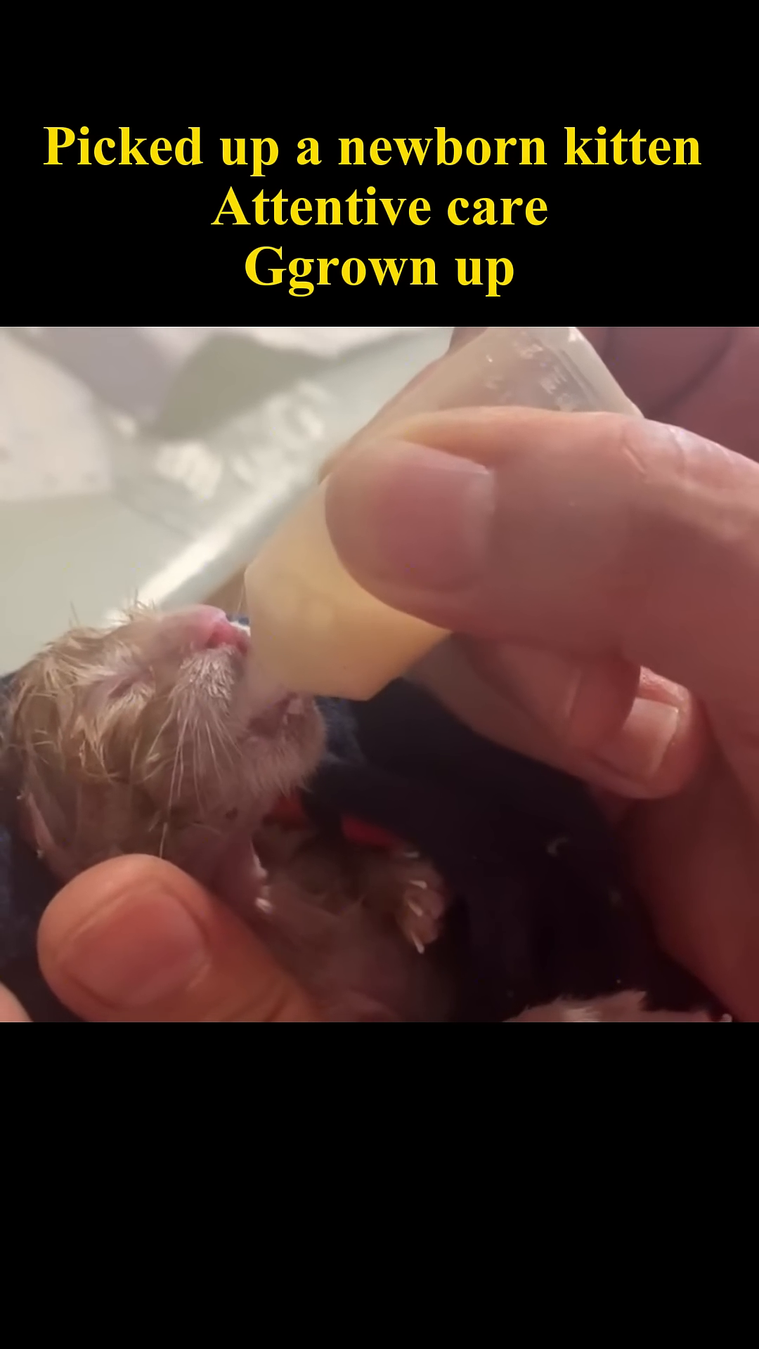 A person's hands gently cradle a very small, newborn kitten.