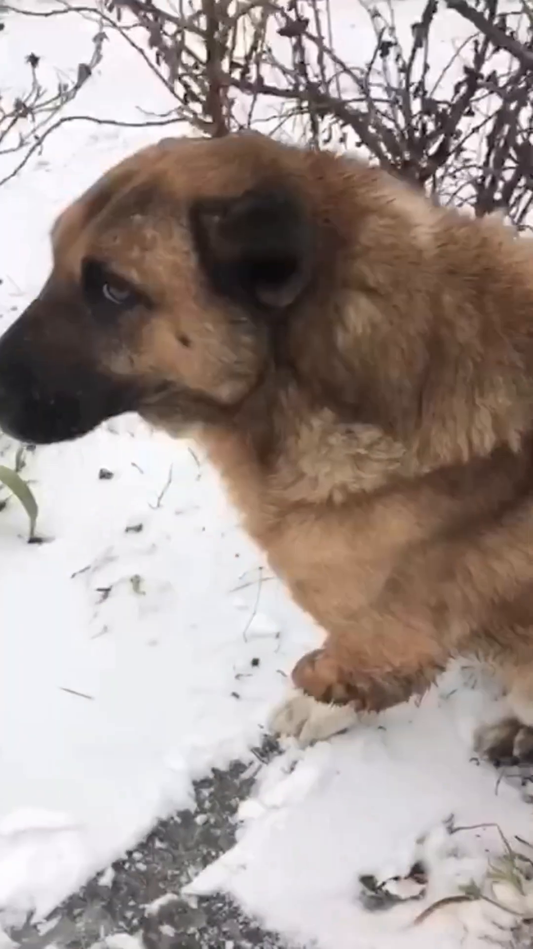 A person's hand reaches out towards the dog's face.