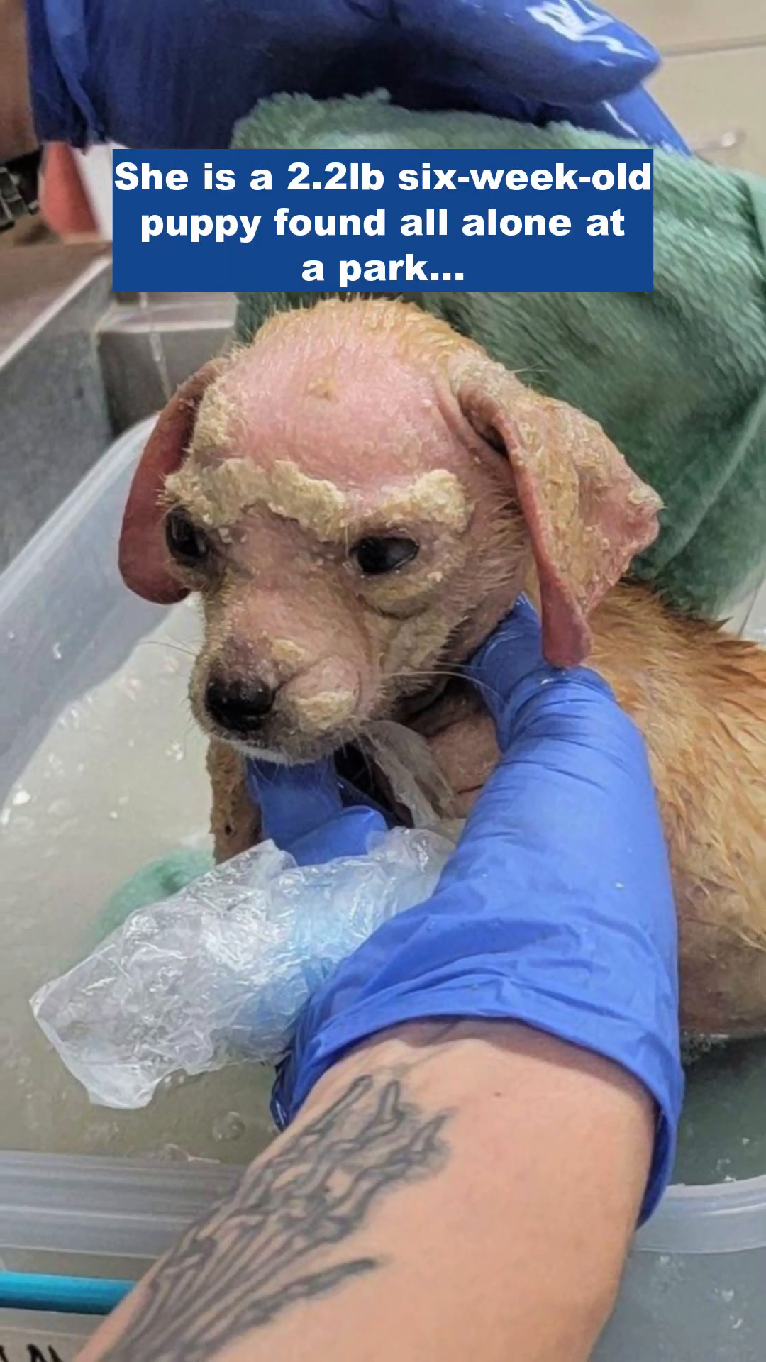 Julia wearing a cone, being held by a gloved hand.