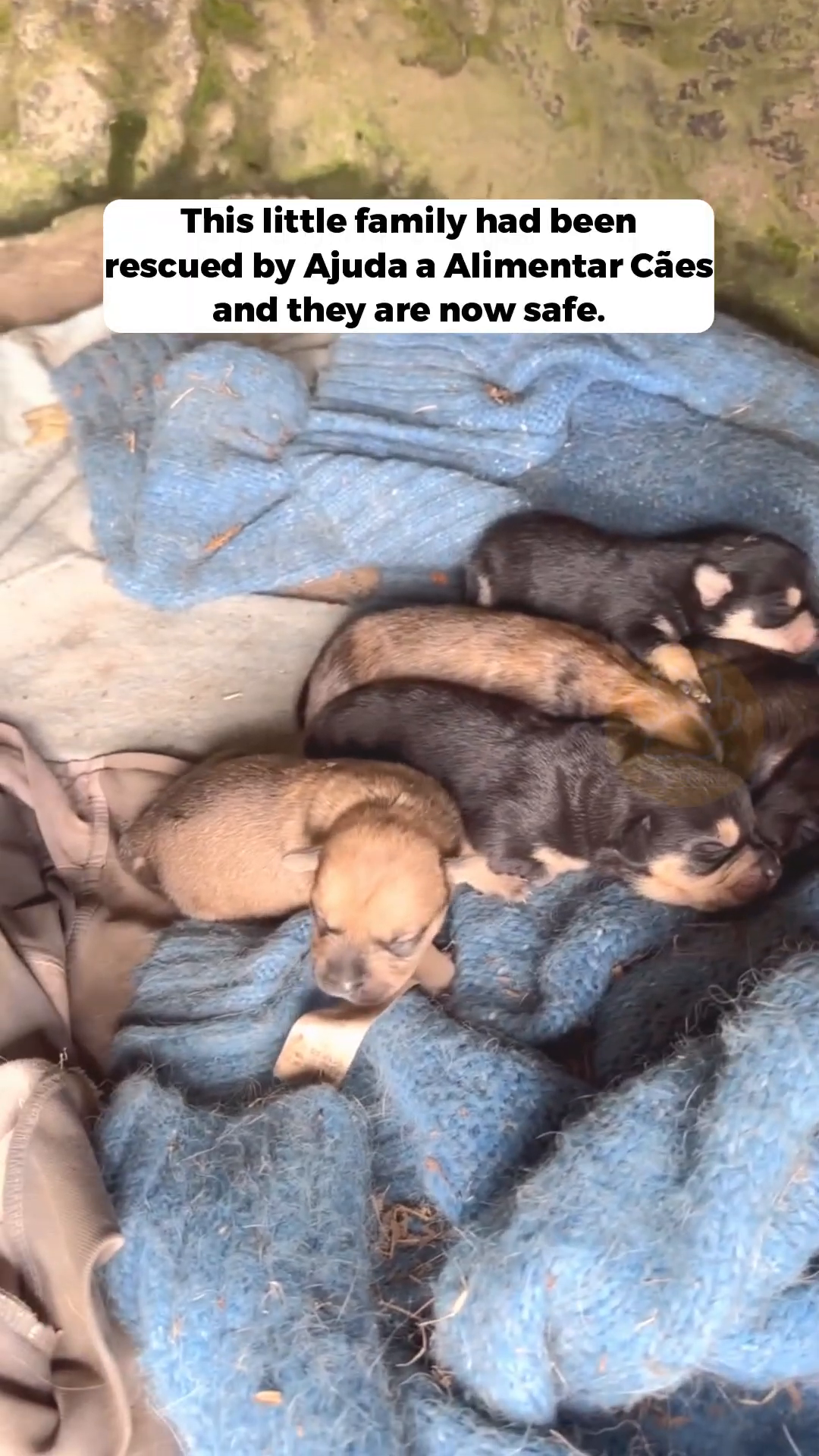 A close-up of several tiny newborn puppies huddled together on a blue blanket.