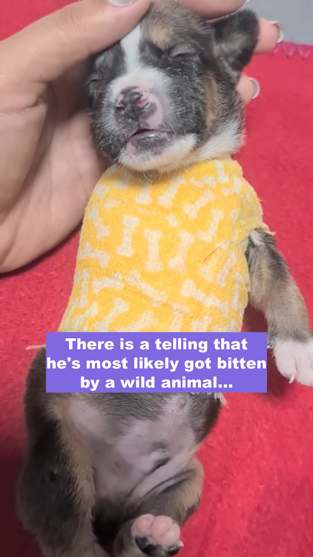 Close-up of a very young puppy with a yellow bandage around its torso, showing its injured side.